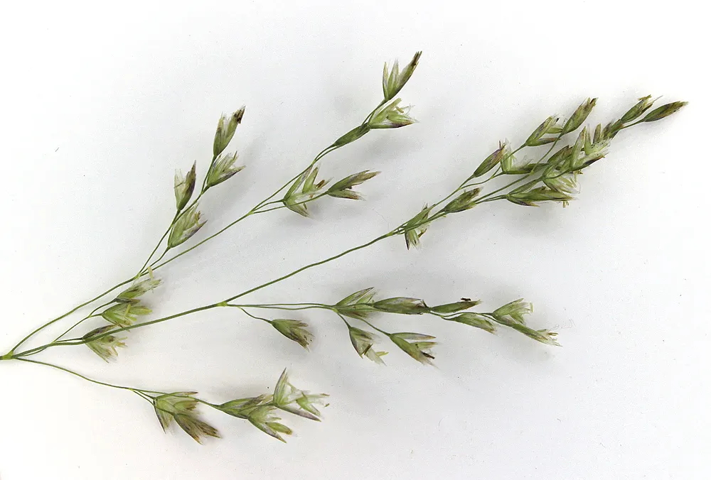 Tufted Hair Grass (Deschampsia Cespitosa) — cool-season perennial that adds delicate texture and movement to any landscape design; open panicles that rise