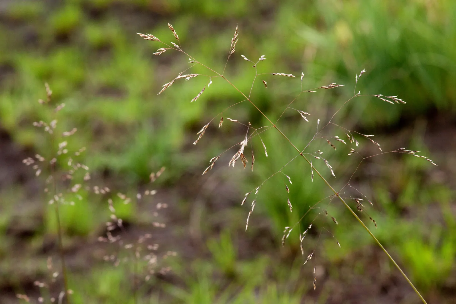 Tufted Hair Grass (Deschampsia Cespitosa) — creating a stunning display when backlit by the sun.<br><br>Requiring minimal maintenance; tufted Hair Grass