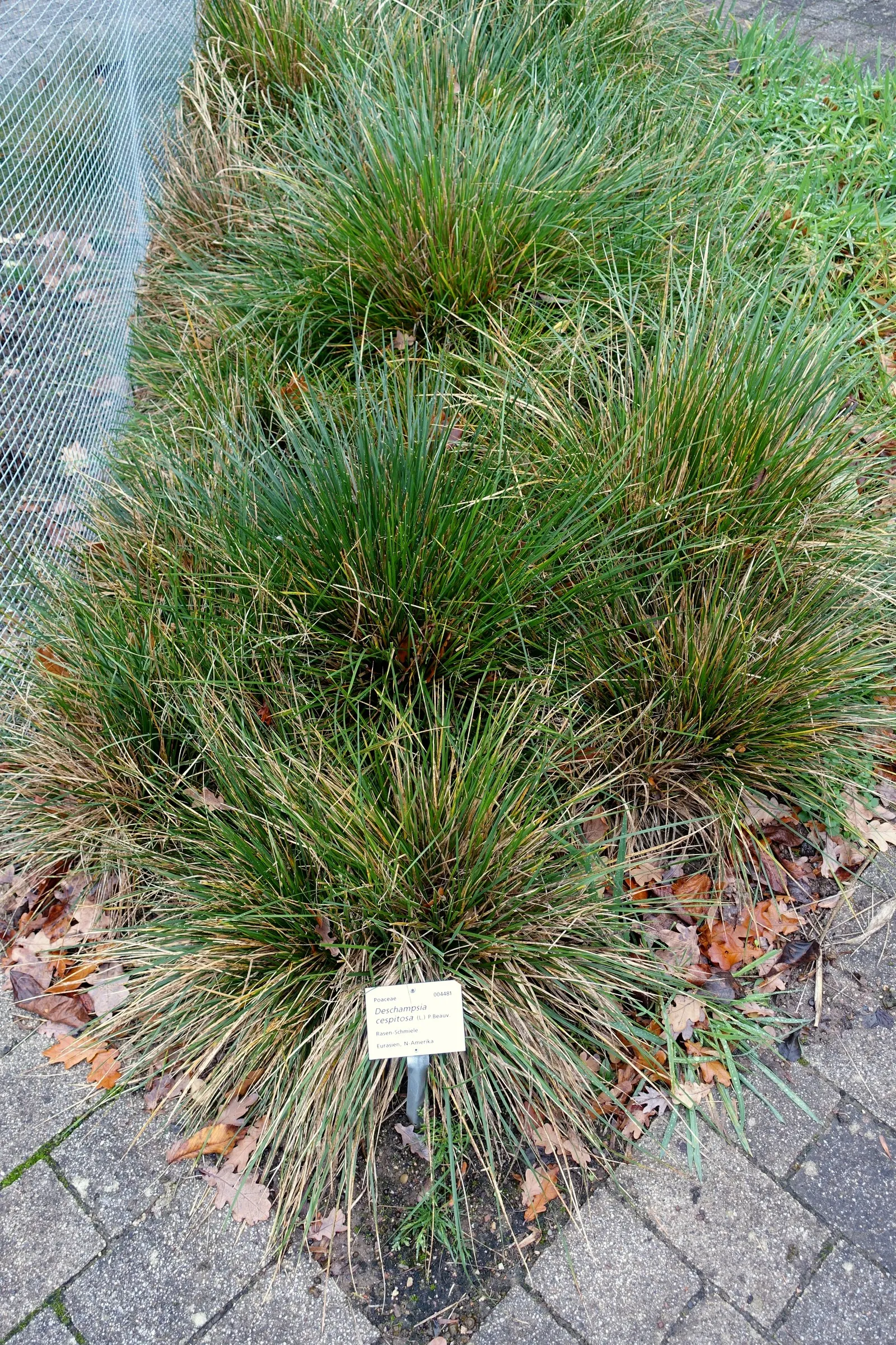 Tufted Hair Grass (Deschampsia Cespitosa) — Sturdy evergreen clumps boast airy; its naturalistic form can soften hard edges in garden designs, image 72