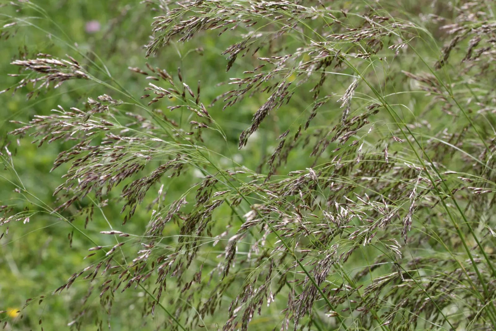 Tufted Hair Grass (Deschampsia Cespitosa) — scientifically known as Deschampsia cespitosa; hardy, low-maintenance, and provides graceful movement, image 54