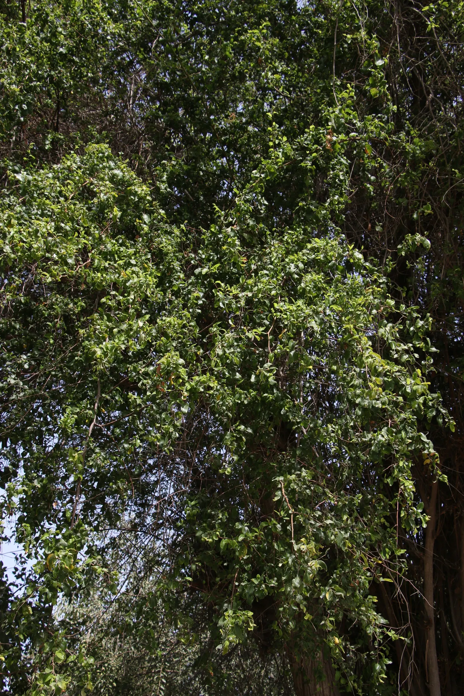 Jujube, Chinese-Date, Tsao (Ziziphus Jujuba) — tree for full