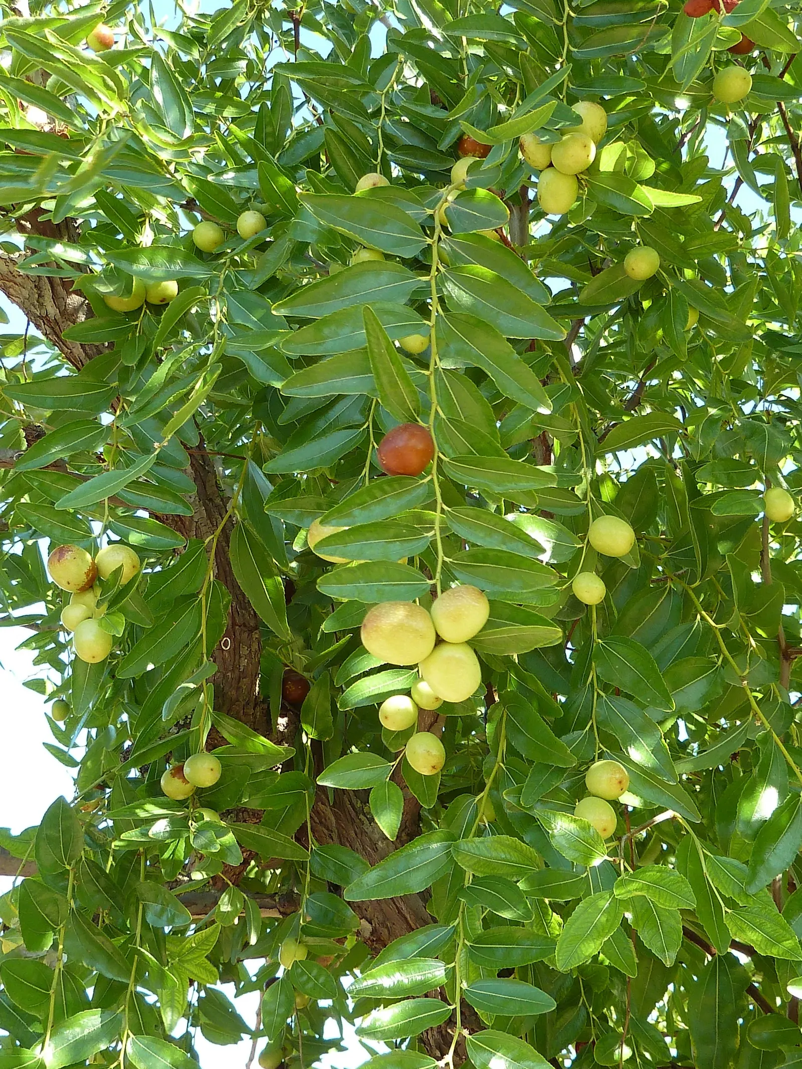 Jujube, Chinese-Date, Tsao (Ziziphus Jujuba) — Initially green, these fruits ripen to a reddish-brown, often enjoyed fresh or dried