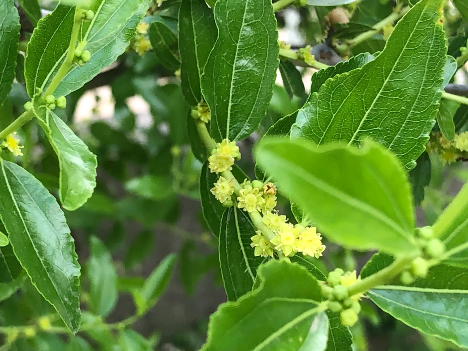 Jujube, Chinese-Date, Tsao (Ziziphus Jujuba) — In late spring, small clusters of aromatic, yellowish-green flowers blossom, attracting beneficial, image 48
