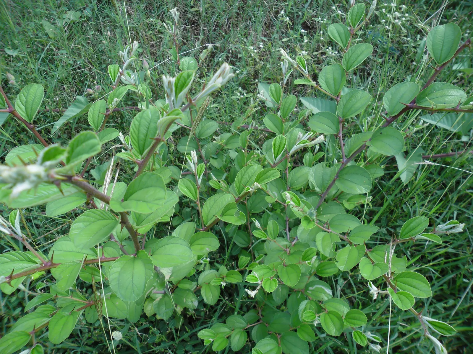 Jujube, Chinese-Date, Tsao (Ziziphus Jujuba) — the Jujube rewards with a bounty of sweet