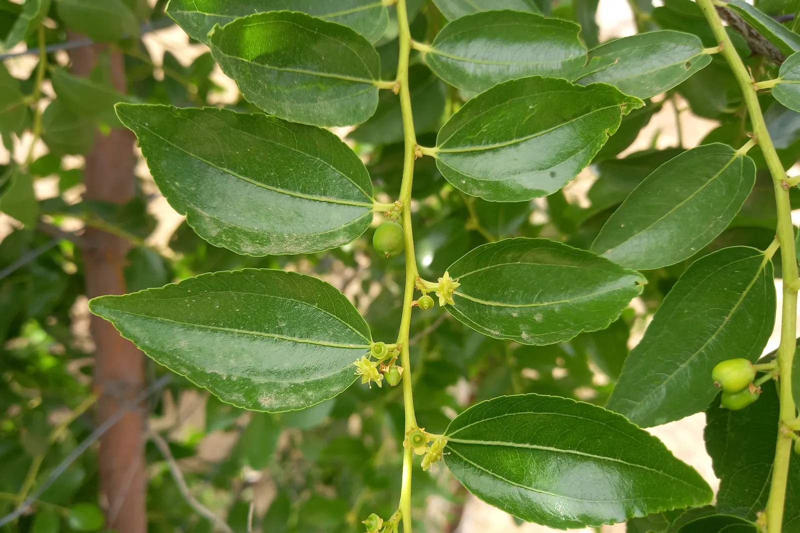 Jujube, Chinese-Date, Tsao (Ziziphus Jujuba) — By late summer to early fall; exotic touch to your client's garden tableau