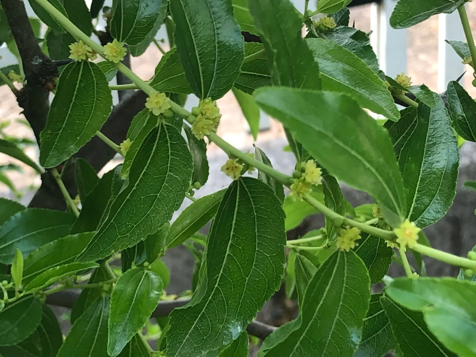 Jujube, Chinese-Date, Tsao (Ziziphus Jujuba) — In spring, it features tiny, aromatic yellow-green flowers, adding a sweet fragrance to landscapes; commonly