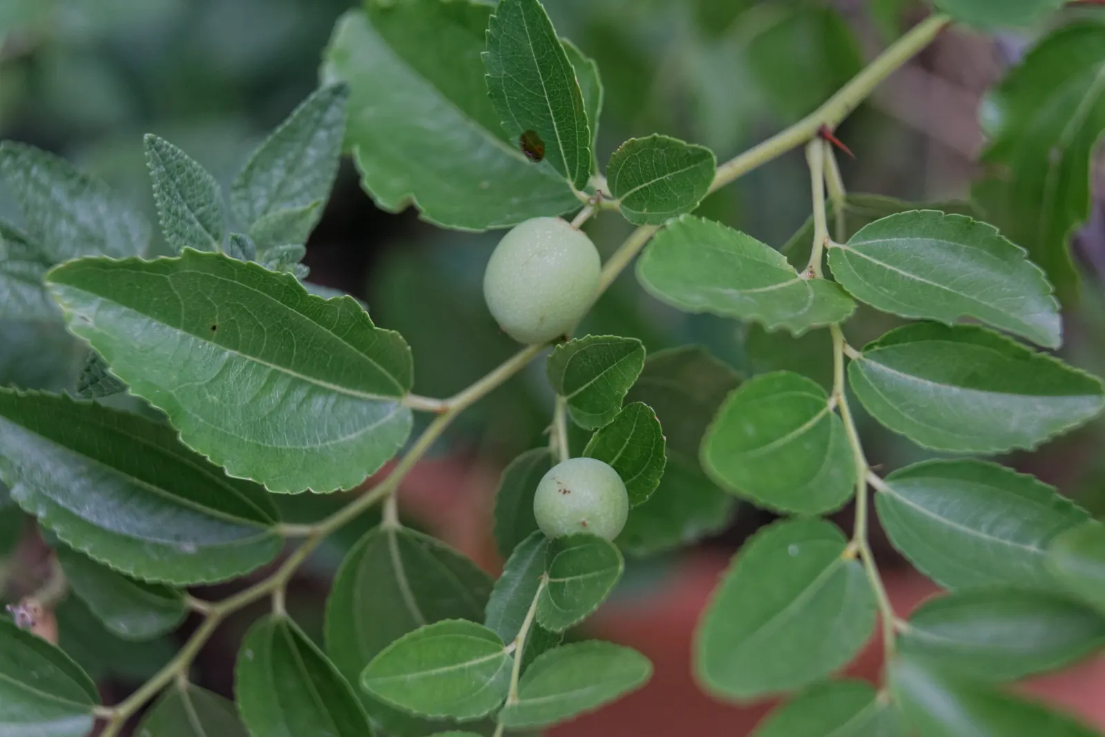 Jujube, Chinese-Date, Tsao (Ziziphus Jujuba) — it possesses a rounded canopy that provides a pleasant shade during hot summer days