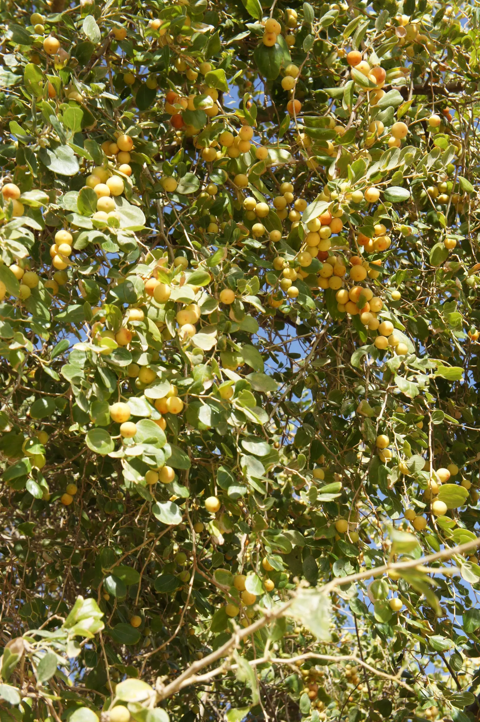 Jujube, Chinese-Date, Tsao (Ziziphus Jujuba) — although well-drained soils are ideal.<br><br>The leaves are small and glossy