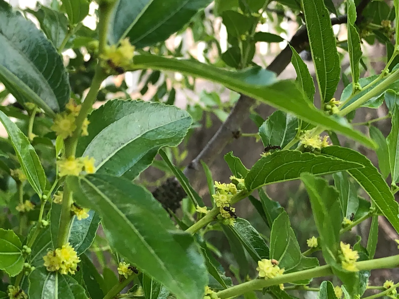 Jujube, Chinese-Date, Tsao (Ziziphus Jujuba) — commonly known as the Jujube or Chinese-Date; the tree is drought-tolerant and thrives in full sun, preferring