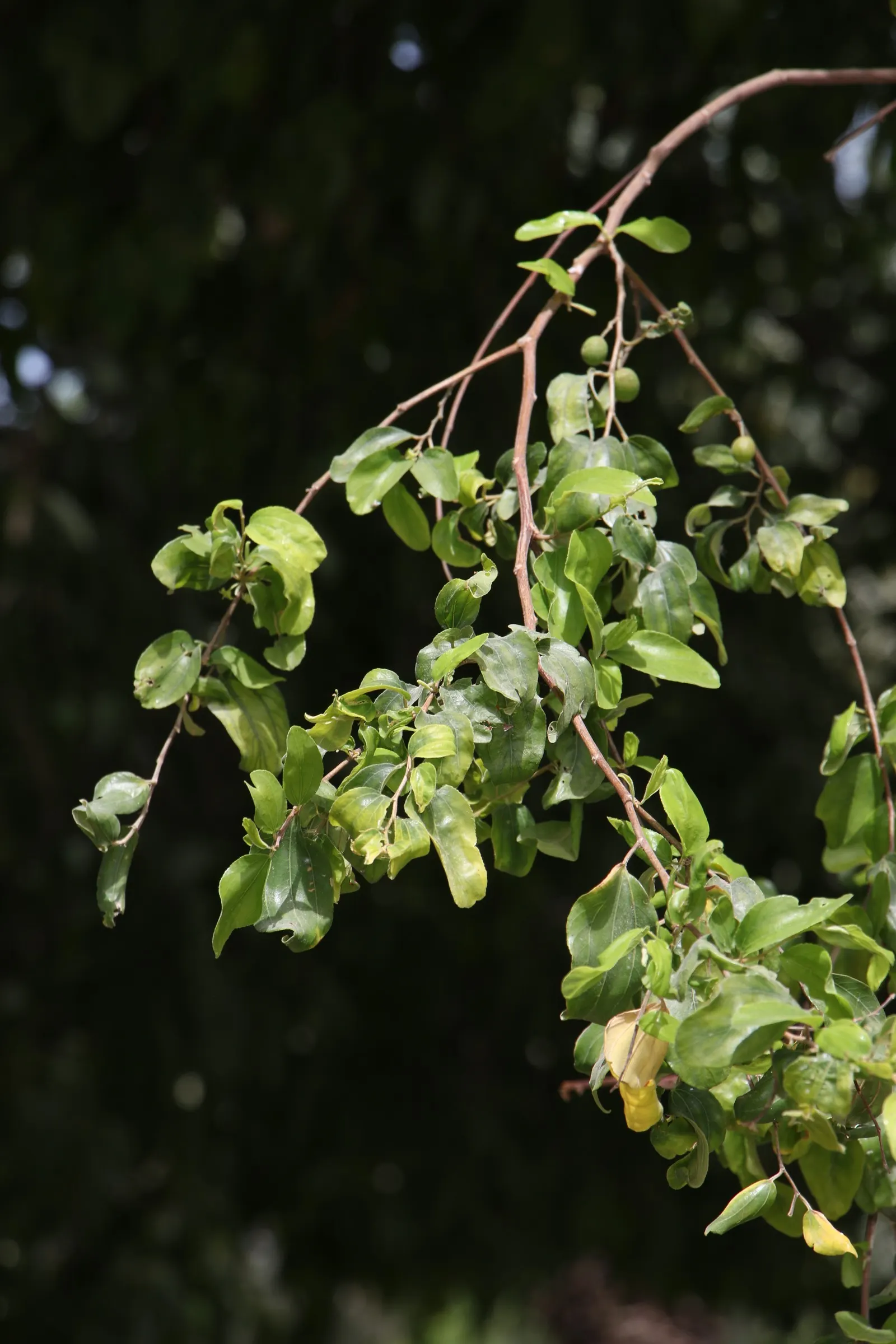 Jujube, Chinese-Date, Tsao (Ziziphus Jujuba) — it possesses a rounded canopy that provides a pleasant shade during hot summer days; growers value the Jujube