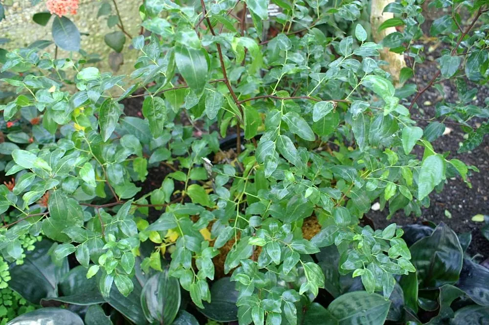 Jujube, Chinese-Date, Tsao (Ziziphus Jujuba) — commonly known as the Jujube; although well-drained soils are ideal.<br><br>The leaves are small and glossy