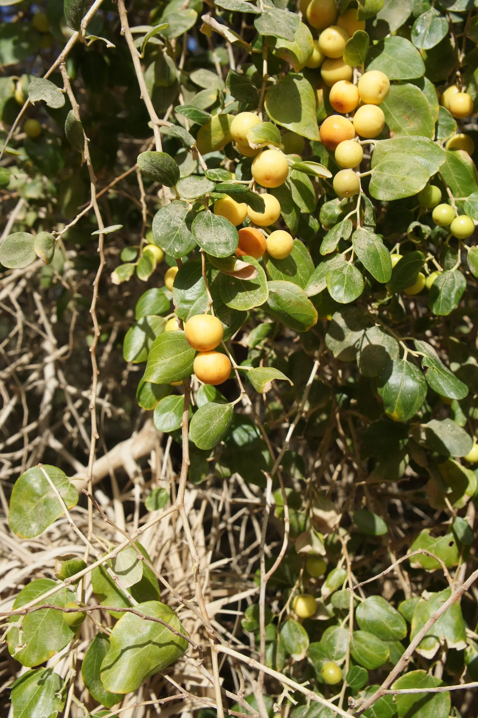 Jujube, Chinese-Date, Tsao (Ziziphus Jujuba) — The tree is drought-tolerant and thrives in full sun, preferring well-drained soils