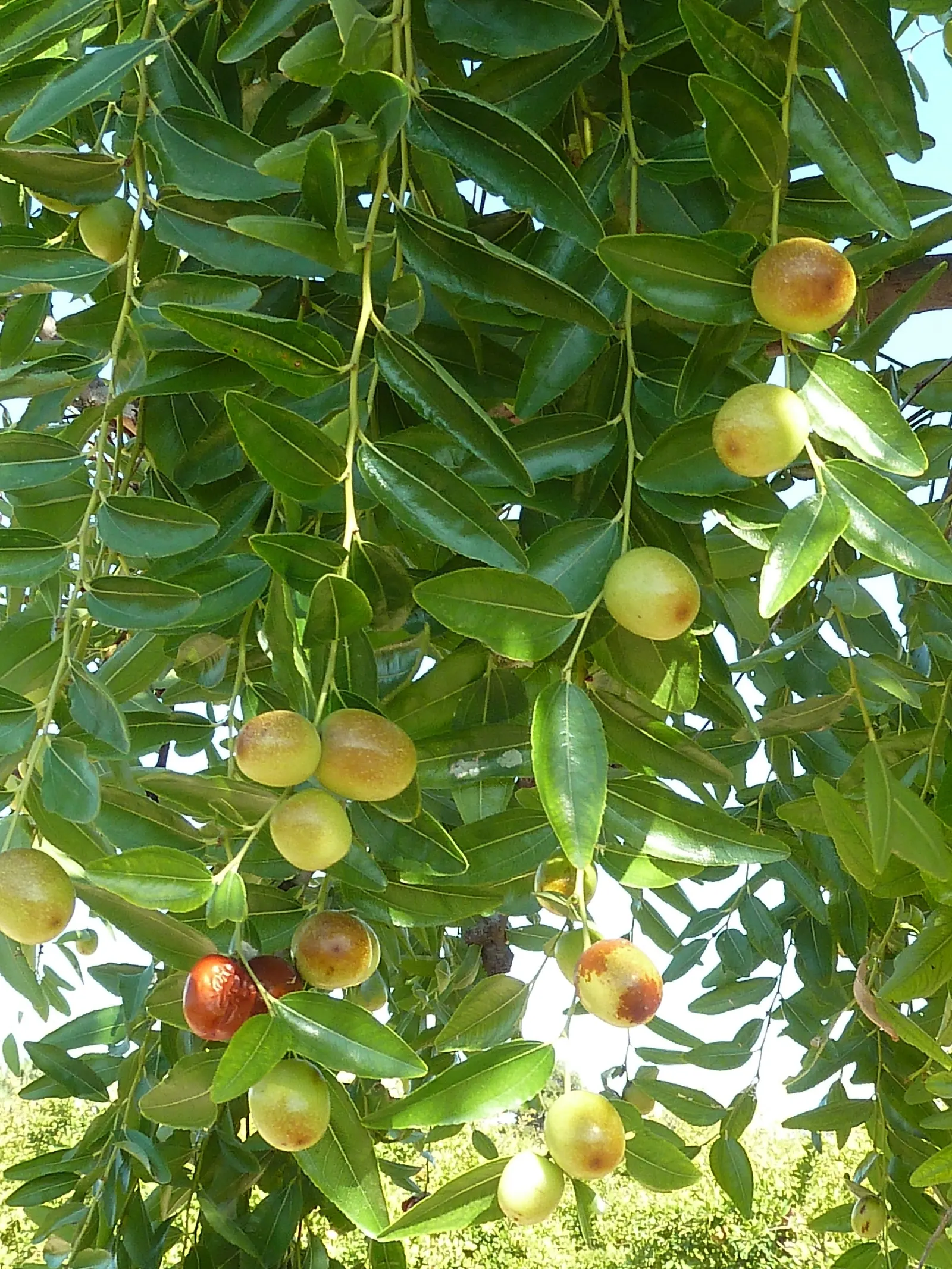 Jujube, Chinese-Date, Tsao (Ziziphus Jujuba) — In late spring, small clusters of aromatic, yellowish-green flowers blossom, attracting beneficial pollinators