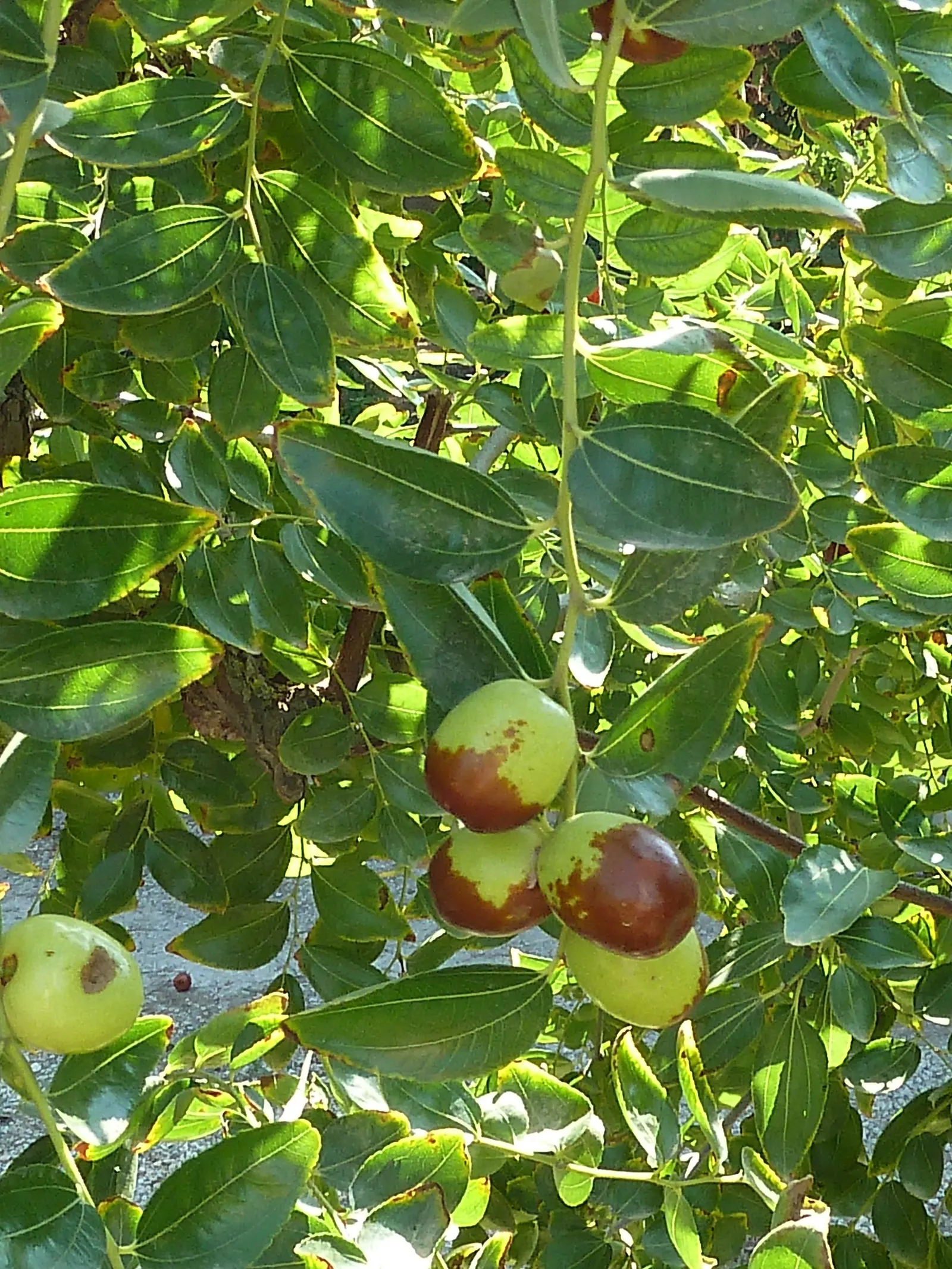 Jujube, Chinese-Date, Tsao (Ziziphus Jujuba) — plant in an area that receives full sun exposure