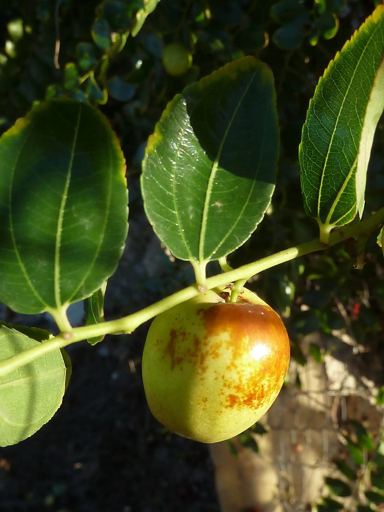 Jujube, Chinese-Date, Tsao (Ziziphus Jujuba) — offering year-round interest and a unique