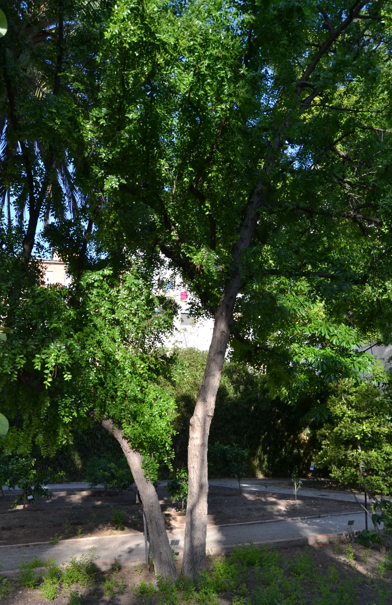Jujube, Chinese-Date, Tsao (Ziziphus Jujuba) — Hardy in USDA zones 5-9, Ziziphus jujuba is easy to care for and highly pest-resistant; is an attractive