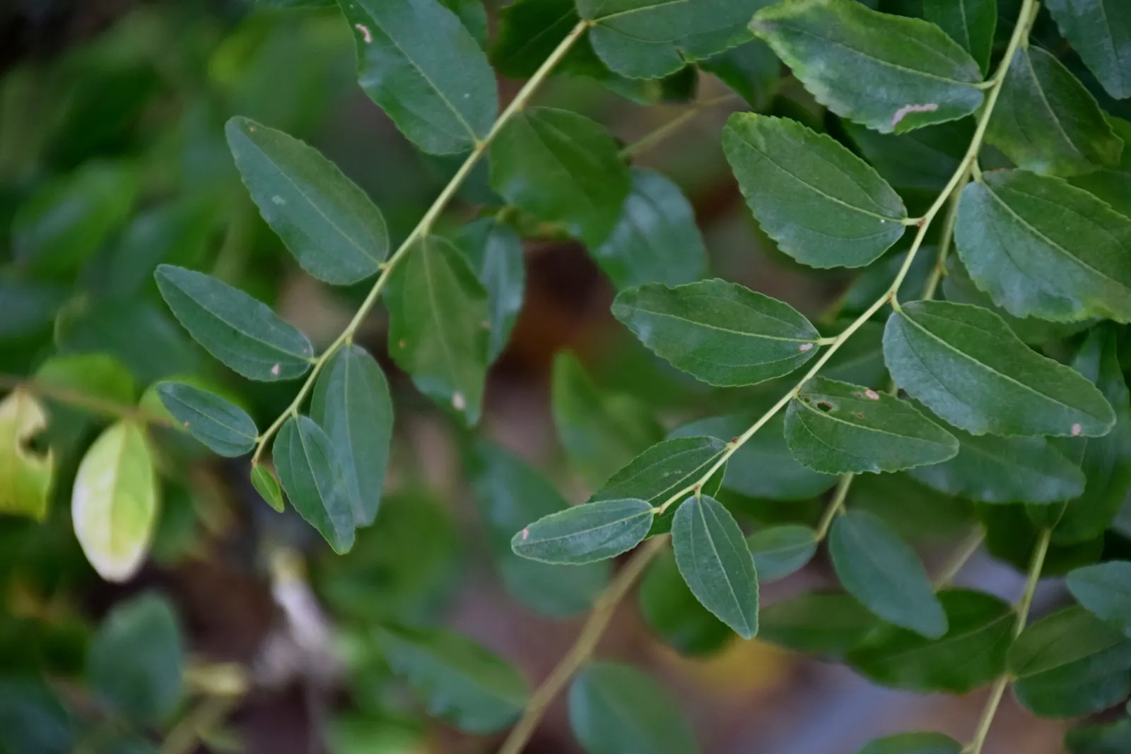 Jujube, Chinese-Date, Tsao (Ziziphus Jujuba) — <br><br>For best performance