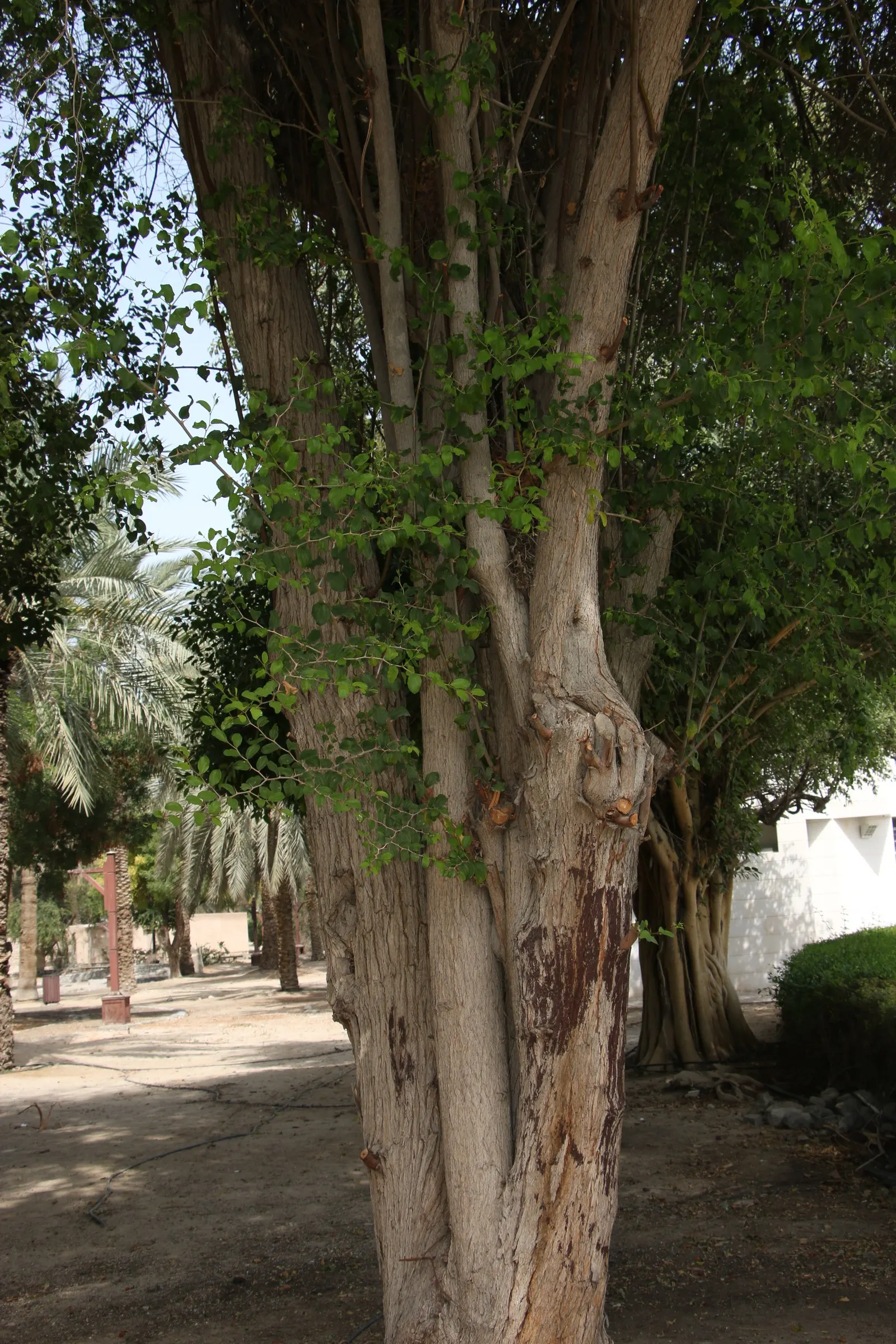 Jujube, Chinese-Date, Tsao (Ziziphus Jujuba) — Regular watering while the tree is young will establish a robust root system