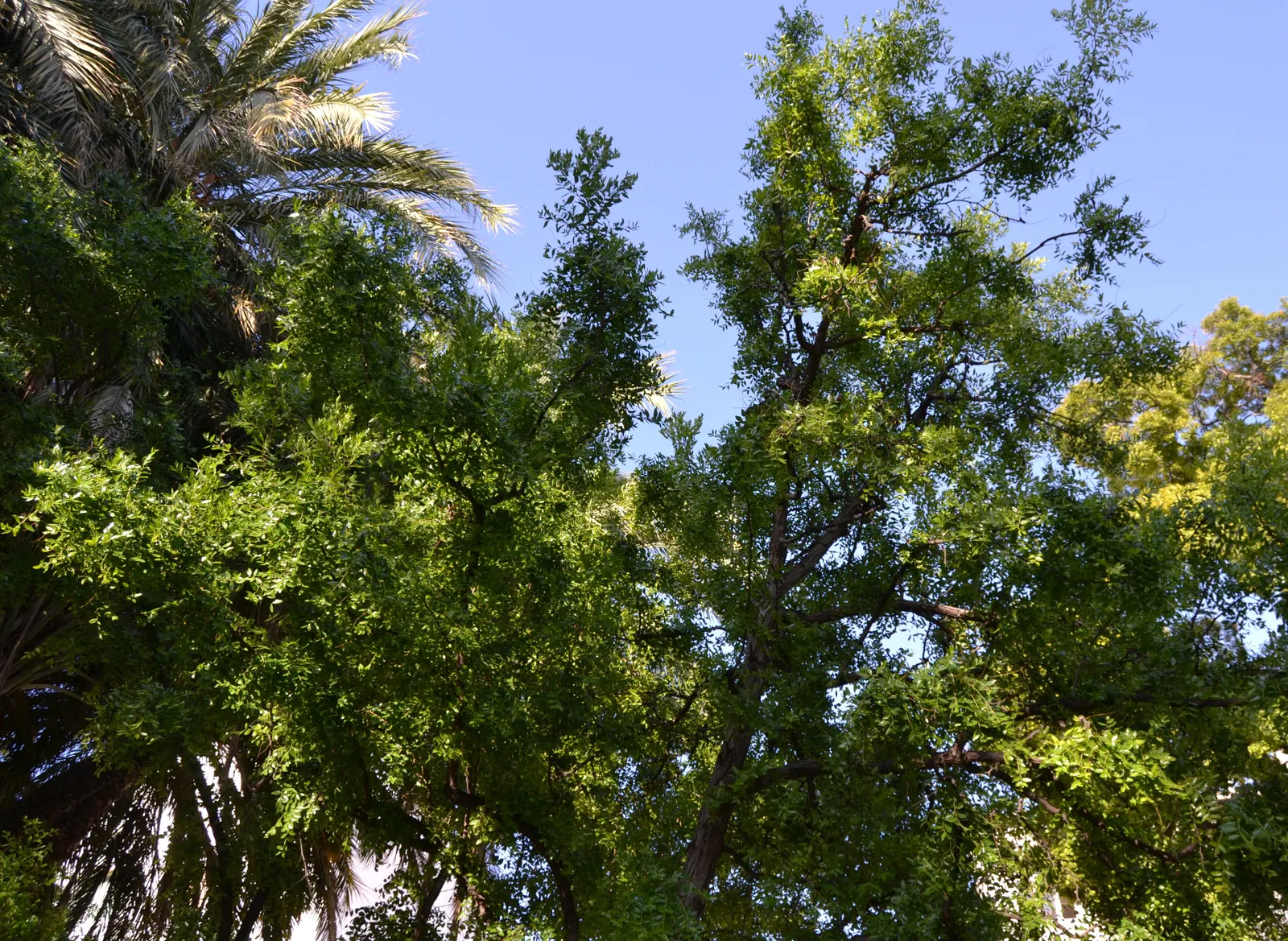 Jujube, Chinese-Date, Tsao (Ziziphus Jujuba) — is a small deciduous tree reaching 15-30 feet tall; it possesses a rounded canopy that provides a pleasant shade