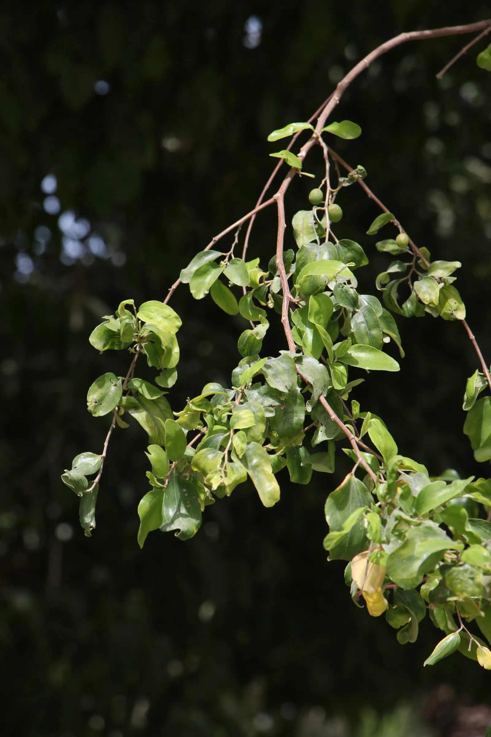 Jujube, Chinese-Date, Tsao (Ziziphus Jujuba) — the Jujube rewards with a bounty of sweet; hardy in USDA zones 5-9, Ziziphus jujuba is easy to care for and
