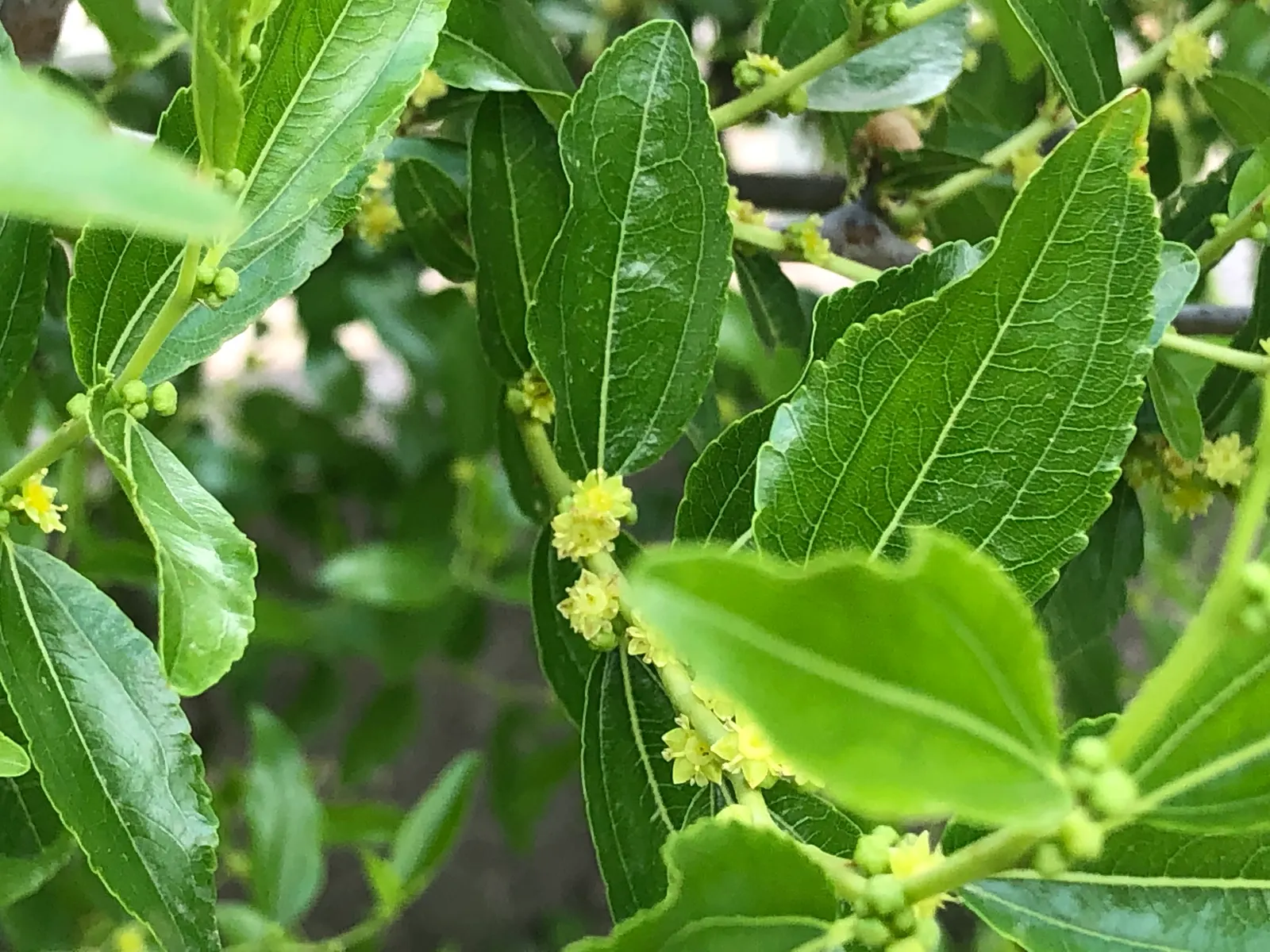 Jujube, Chinese-Date, Tsao (Ziziphus Jujuba) — making it a versatile addition to any garden