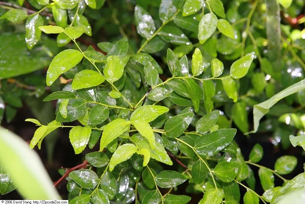Jujube, Chinese-Date, Tsao (Ziziphus Jujuba) — is a small deciduous tree reaching 15-30 feet tall