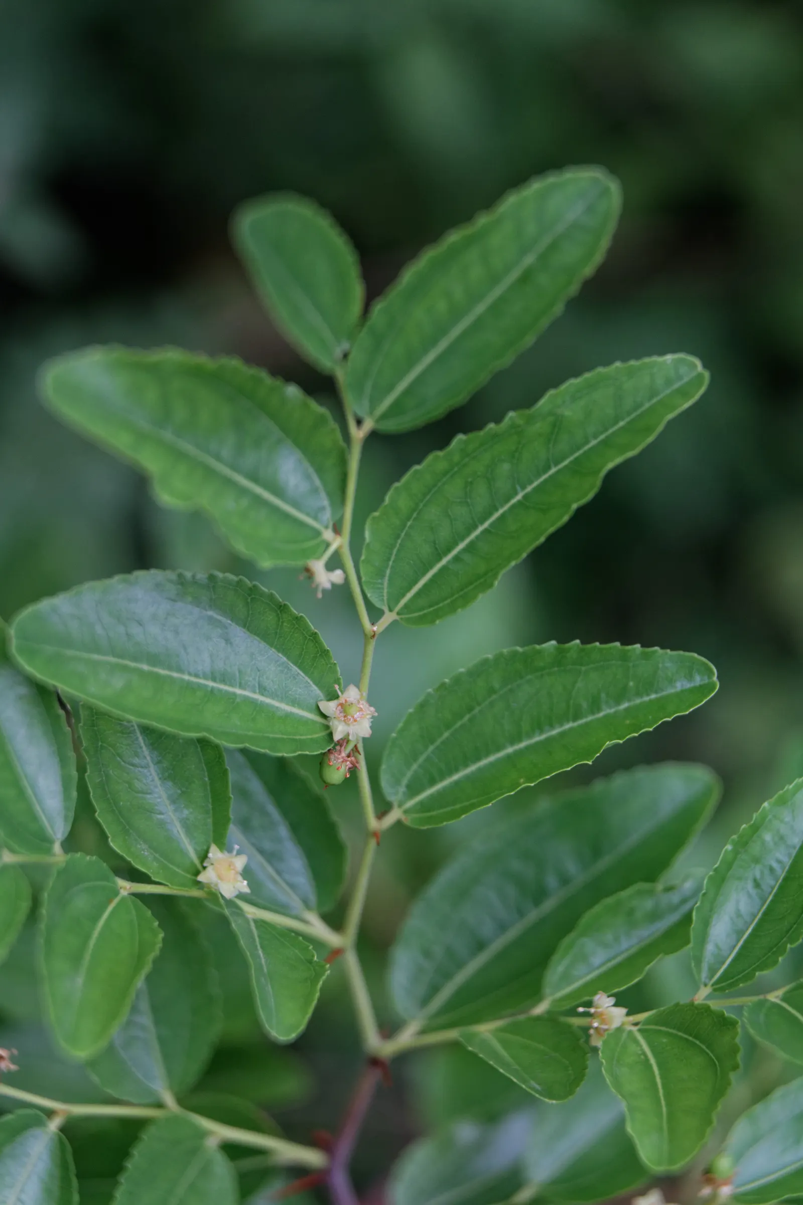 Jujube, Chinese-Date, Tsao (Ziziphus Jujuba) — and adapts to a variety of soils