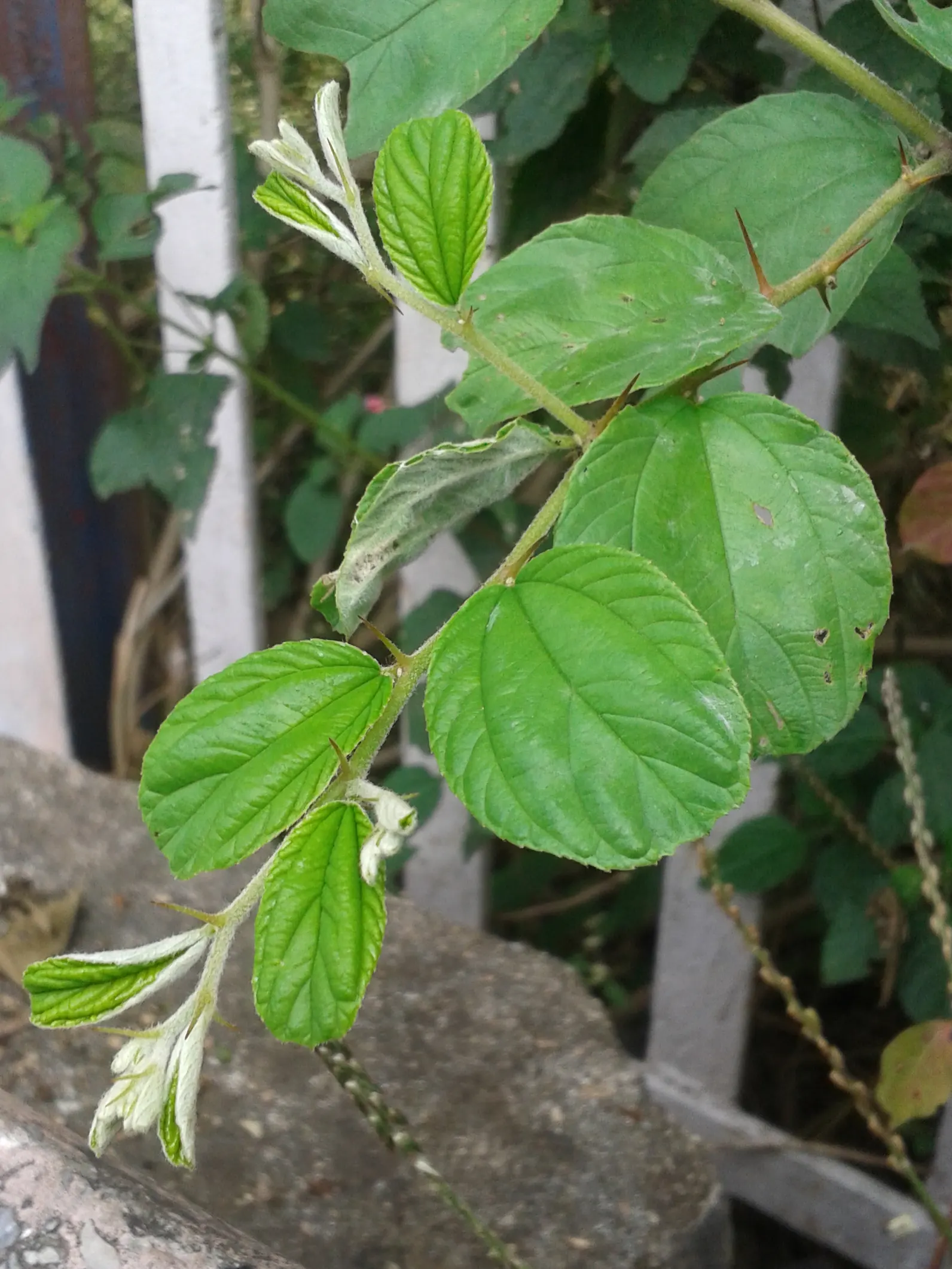Jujube, Chinese-Date, Tsao (Ziziphus Jujuba) — Standing at about 15 to 30 feet in height with a spread of 10 to 15 feet