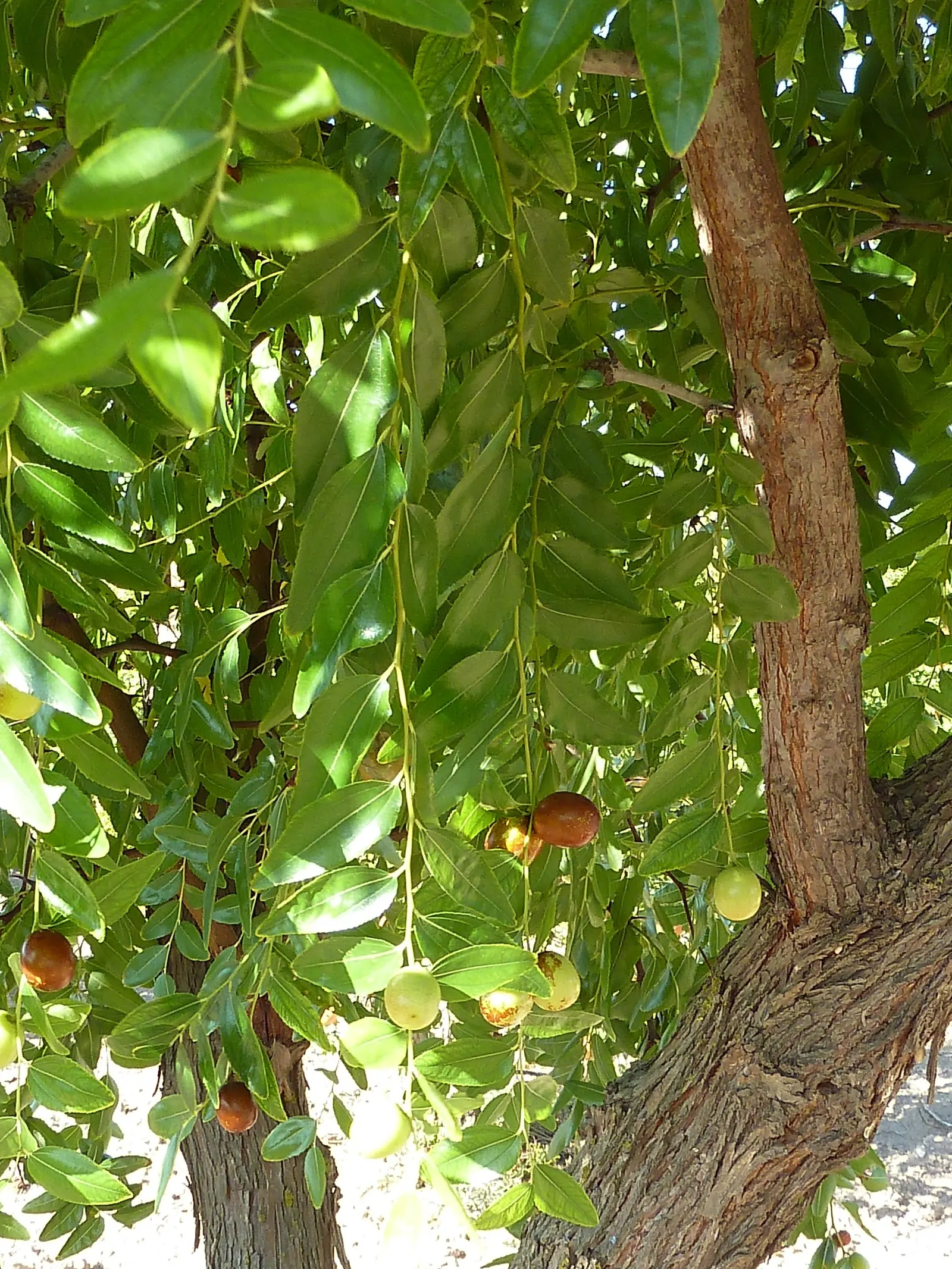 Jujube, Chinese-Date, Tsao (Ziziphus Jujuba) — It is prized for its sweet, apple-like fruit and glossy, green leaves; by late summer to early fall