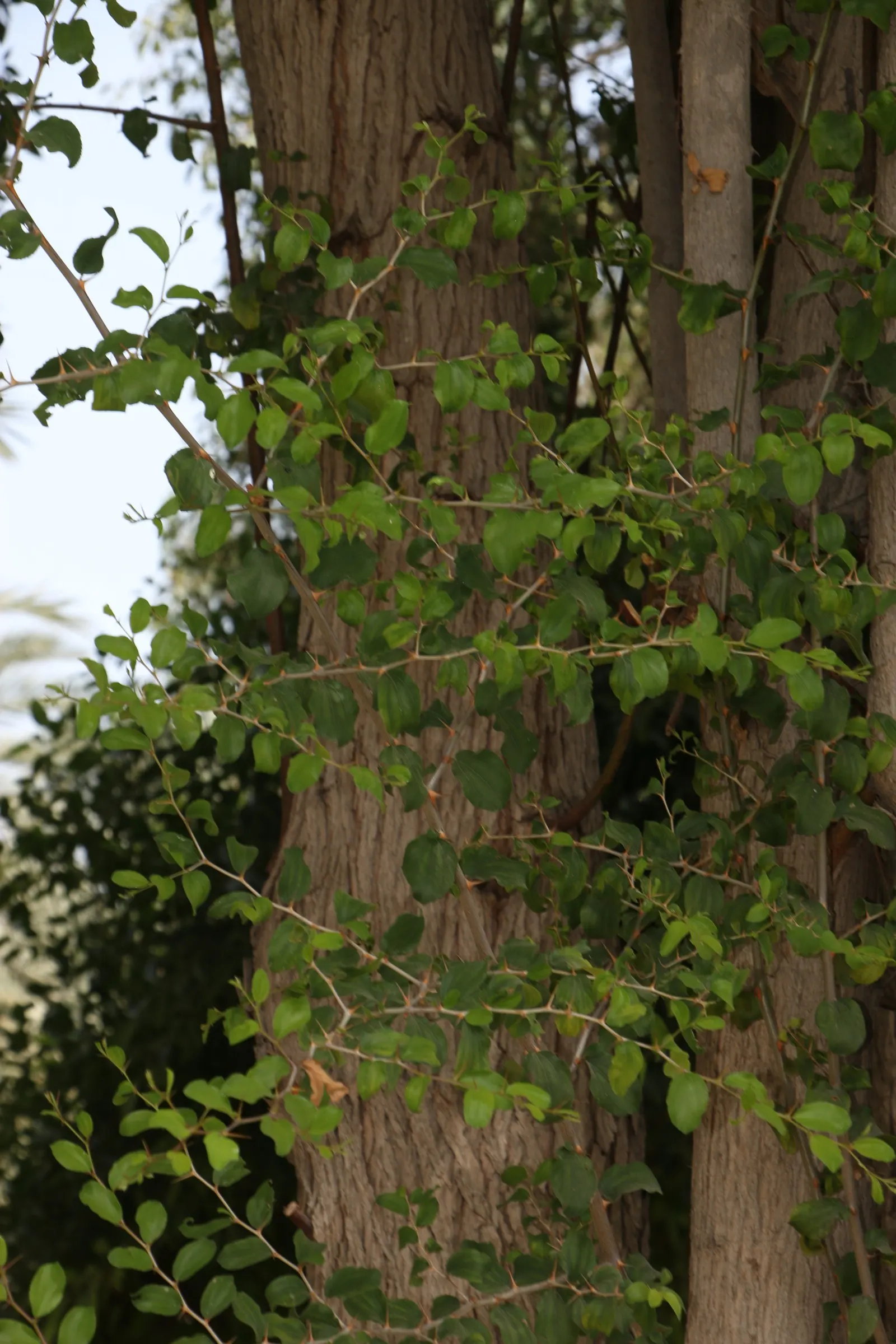 Jujube, Chinese-Date, Tsao (Ziziphus Jujuba) — It is prized for its sweet, apple-like fruit and glossy, green leaves