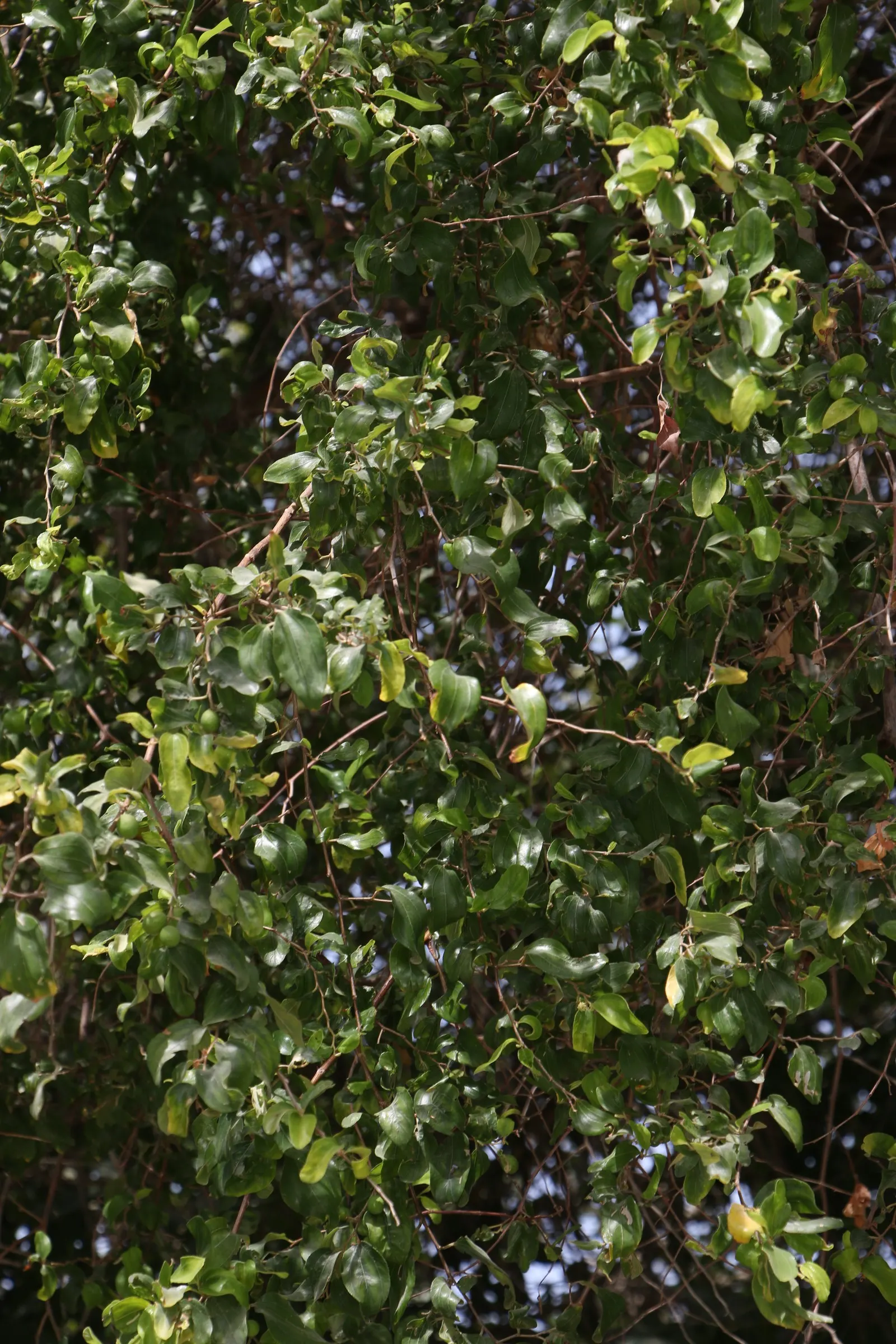 Jujube, Chinese-Date, Tsao (Ziziphus Jujuba) — exotic touch to your client's garden tableau
