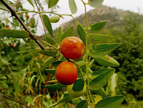 Jujube, Chinese-Date, Tsao (Ziziphus Jujuba) — In spring, it features tiny, aromatic yellow-green flowers, adding a sweet fragrance to landscapes