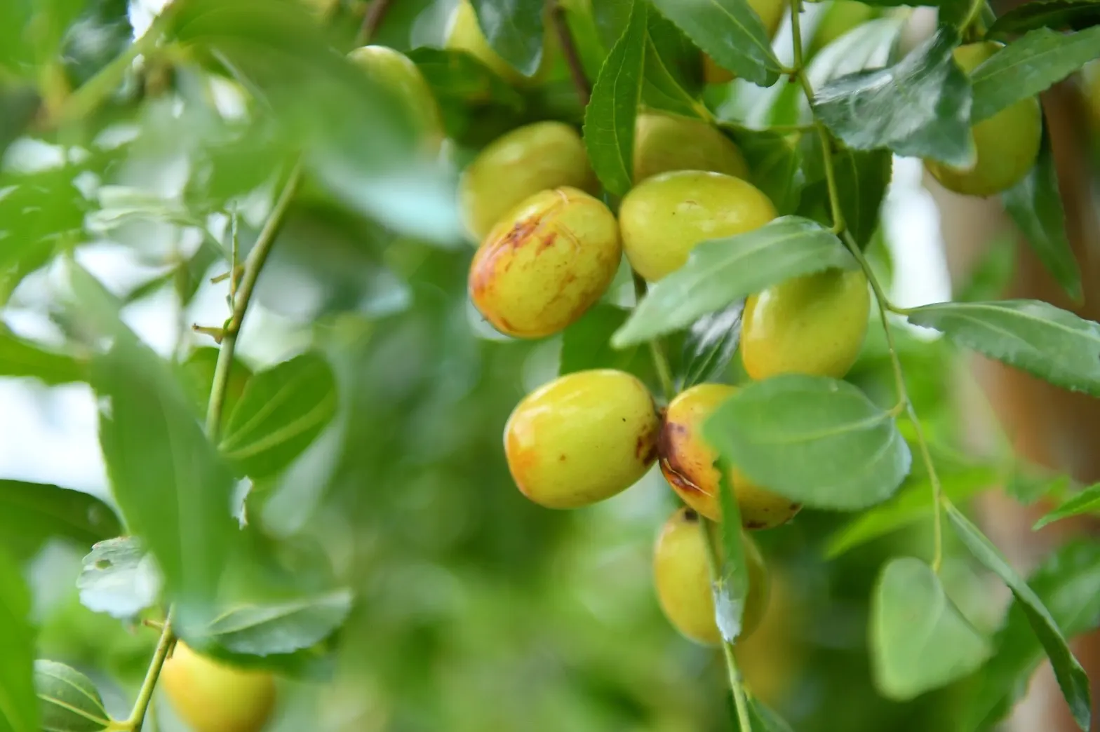 Jujube, Chinese-Date, Tsao (Ziziphus Jujuba) — transitioning to more infrequent irrigation as the tree matures