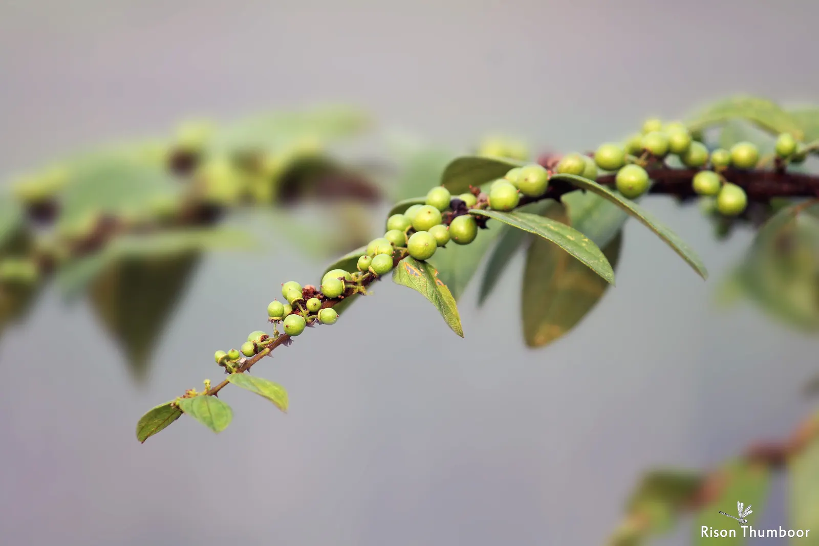 Jujube, Chinese-Date, Tsao (Ziziphus Jujuba) — Growers value the Jujube for its resilience