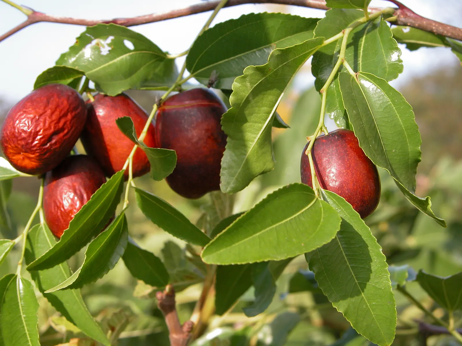 Jujube, Chinese-Date, Tsao (Ziziphus Jujuba) — The tree is drought-tolerant and thrives in full sun, preferring well-drained soils; regular watering while the