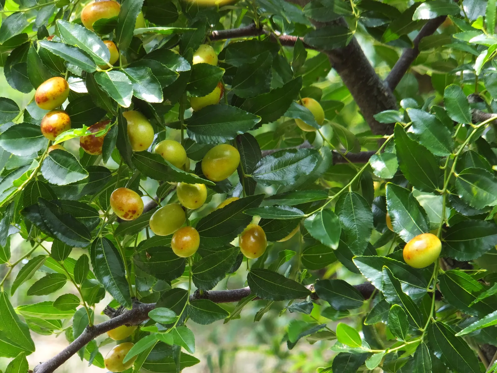 Jujube, Chinese-Date, Tsao (Ziziphus Jujuba) — making it a versatile addition to any garden; offering year-round interest and a unique