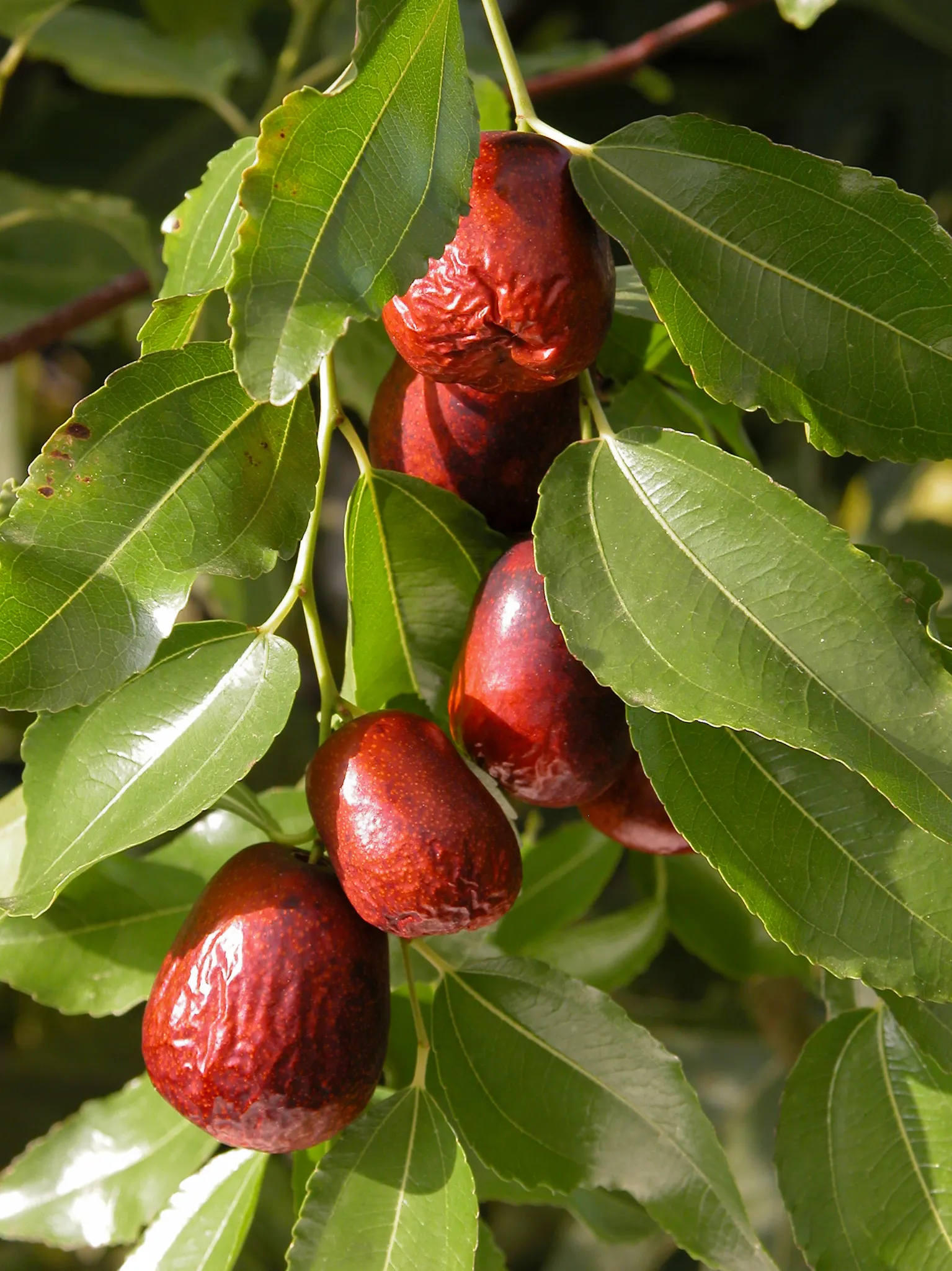 Jujube, Chinese-Date, Tsao (Ziziphus Jujuba) — is an attractive deciduous tree that offers both ornamental appeal and edible fruit; <br><br>For best performance