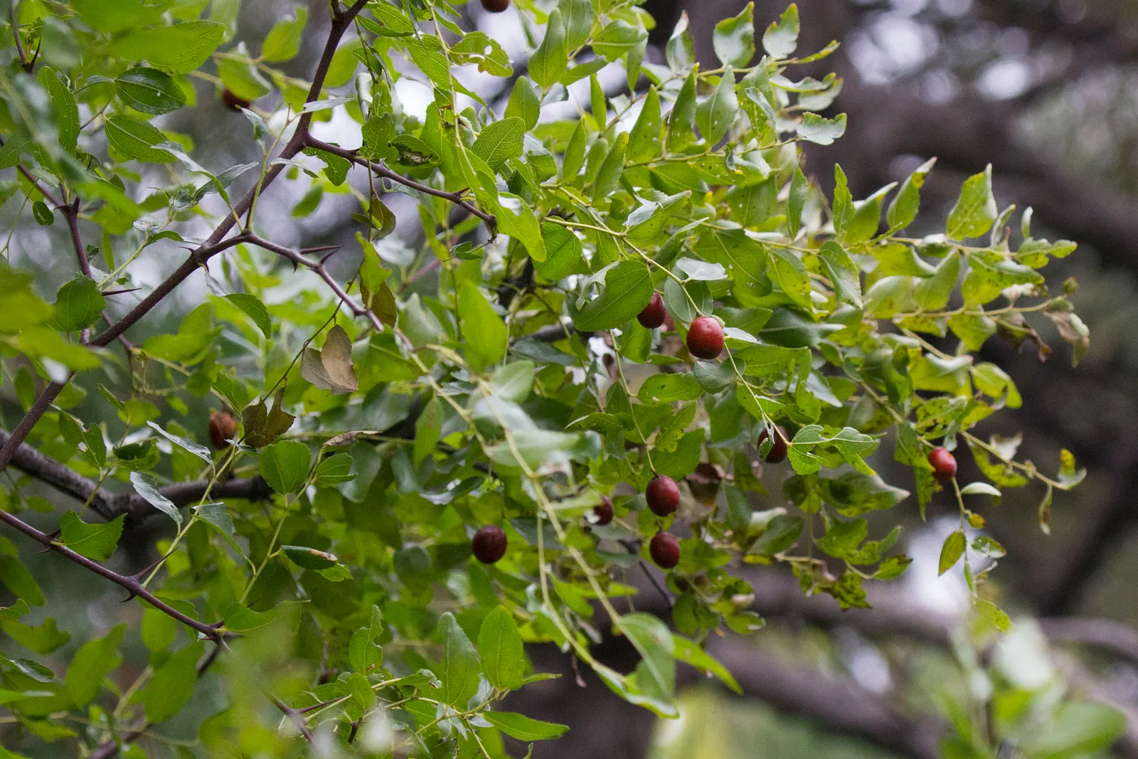 Jujube, Chinese-Date, Tsao (Ziziphus Jujuba) — Minimal pruning is required; simply remove dead or crossing branches to maintain structure and health