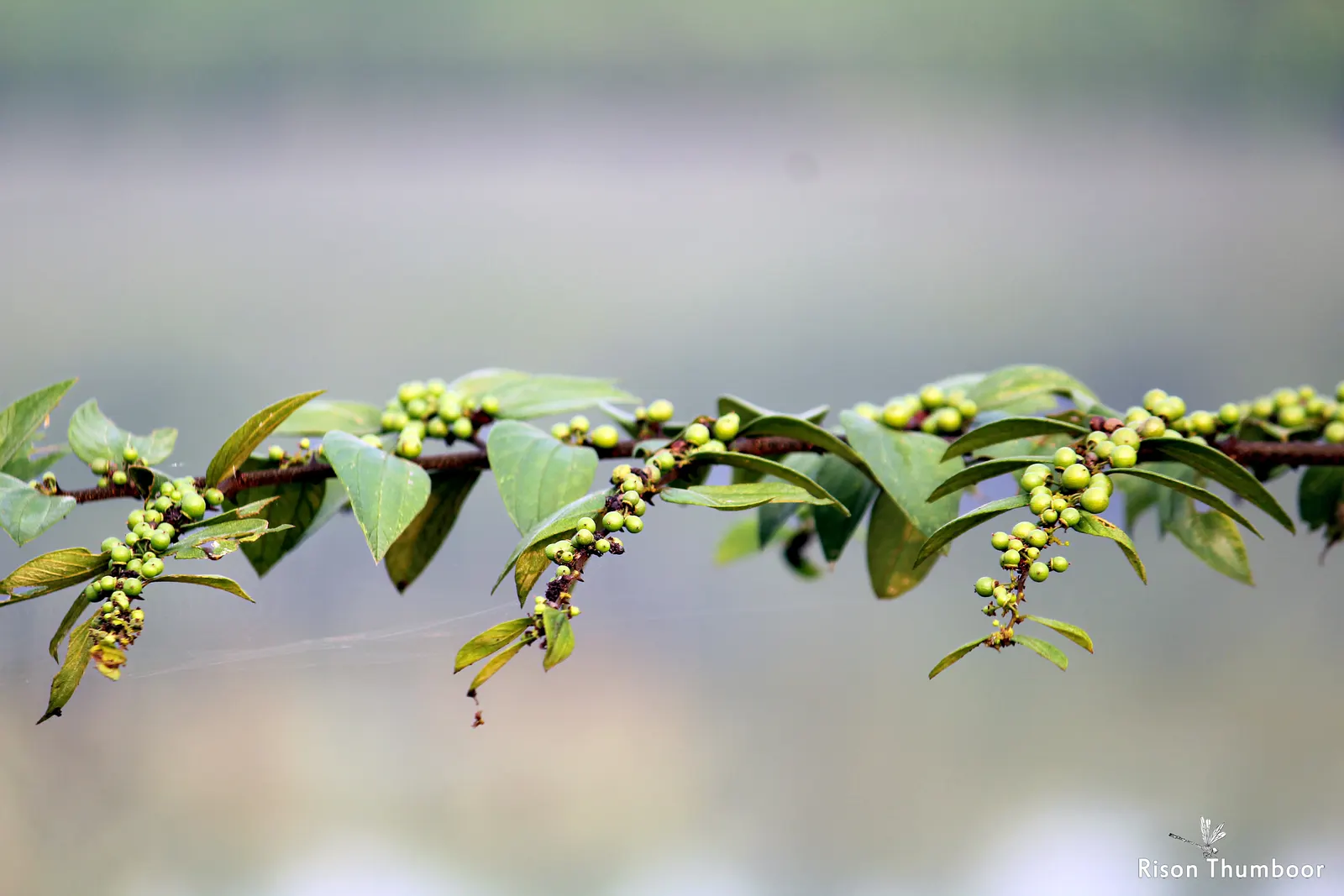 Jujube, Chinese-Date, Tsao (Ziziphus Jujuba) — ovate to oblong with finely toothed edges