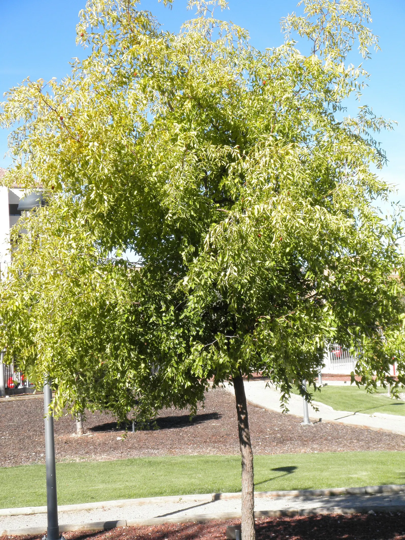 Jujube, Chinese-Date, Tsao (Ziziphus Jujuba) — although well-drained soils are ideal.<br><br>The leaves are small and glossy; making it a versatile addition to