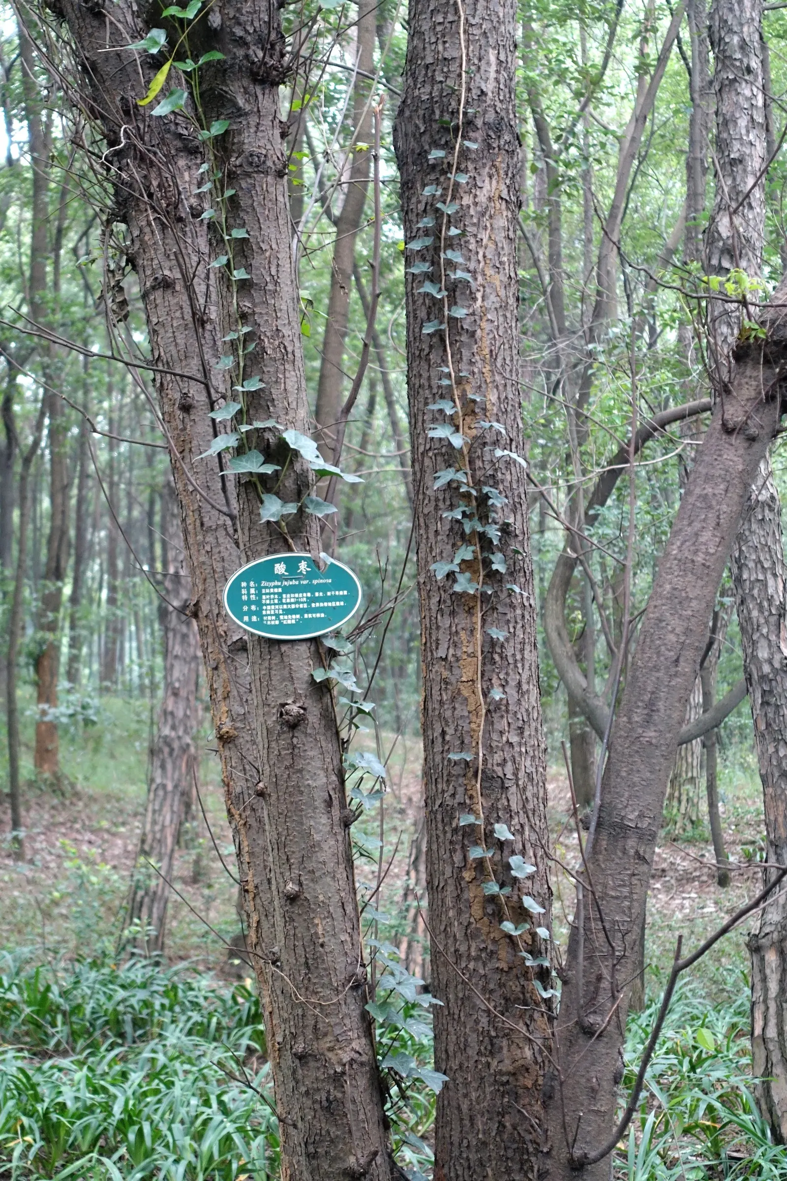 Jujube, Chinese-Date, Tsao (Ziziphus Jujuba) — as it thrives in USDA hardiness zones 6-9; transitioning to more infrequent irrigation as the tree matures