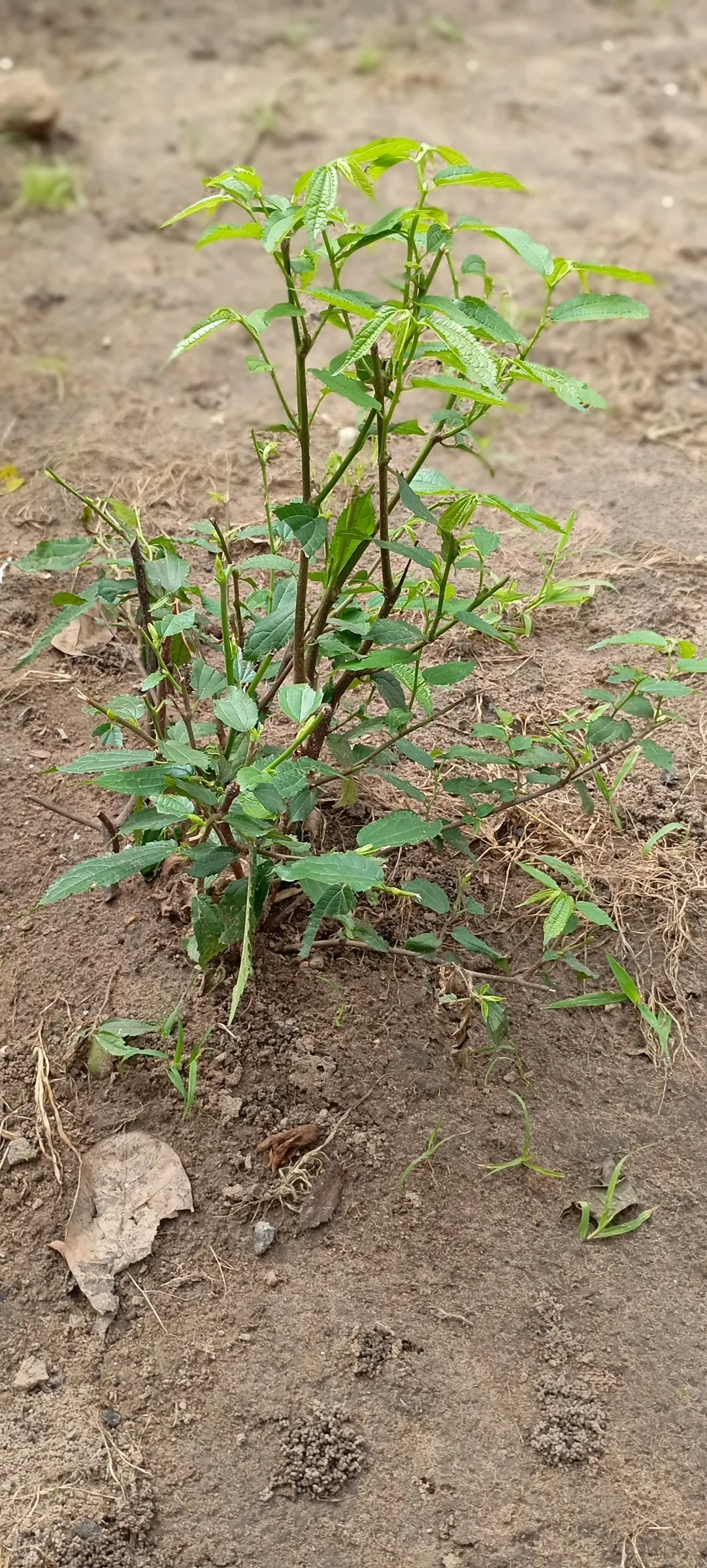 Jujube, Chinese-Date, Tsao (Ziziphus Jujuba) — about 1 to 2 inches in size; as it thrives in USDA hardiness zones 6-9