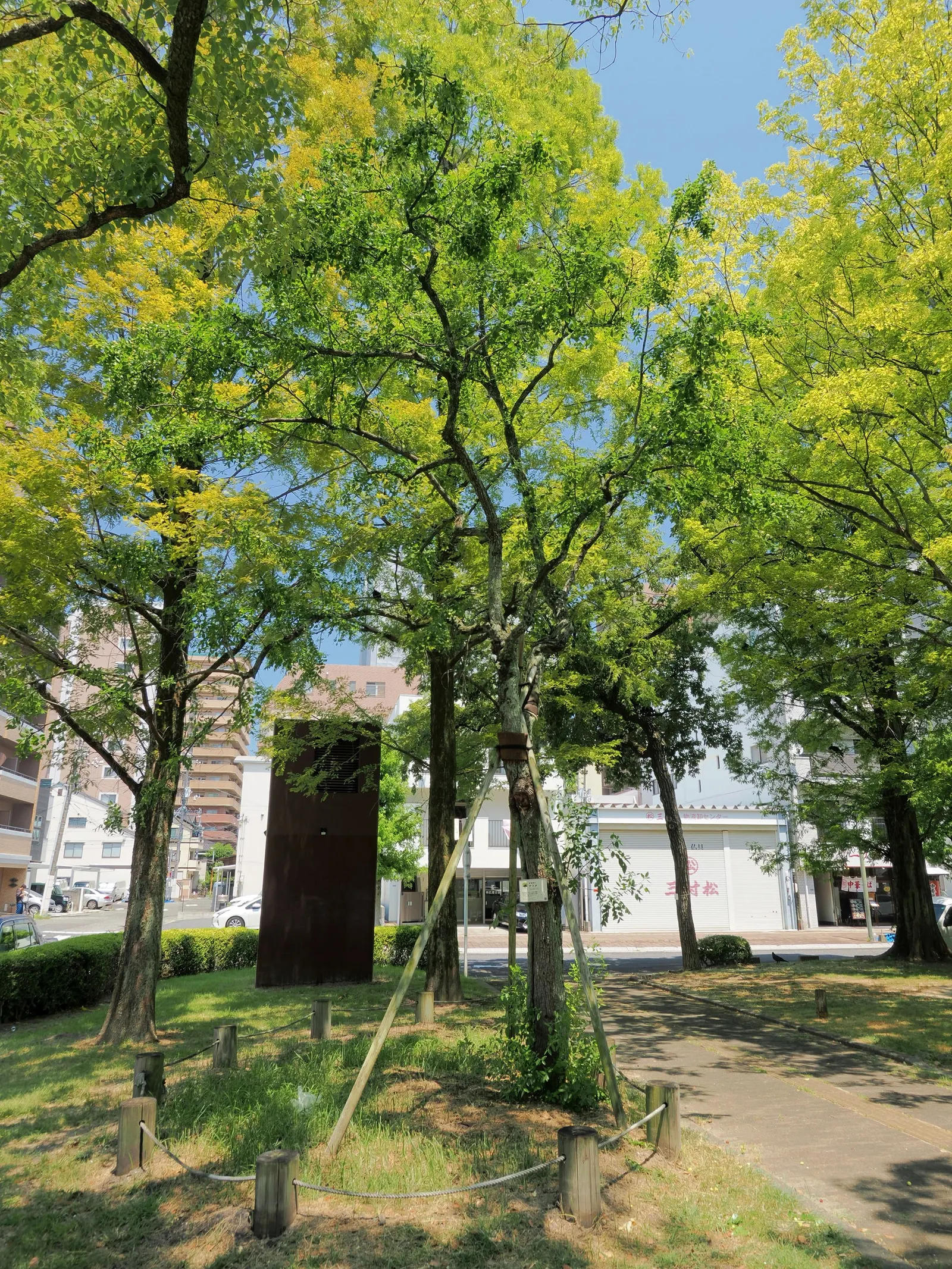 Jujube, Chinese-Date, Tsao (Ziziphus Jujuba) — Standing at about 15 to 30 feet in height with a spread of 10 to 15 feet; in spring, it features tiny, aromatic