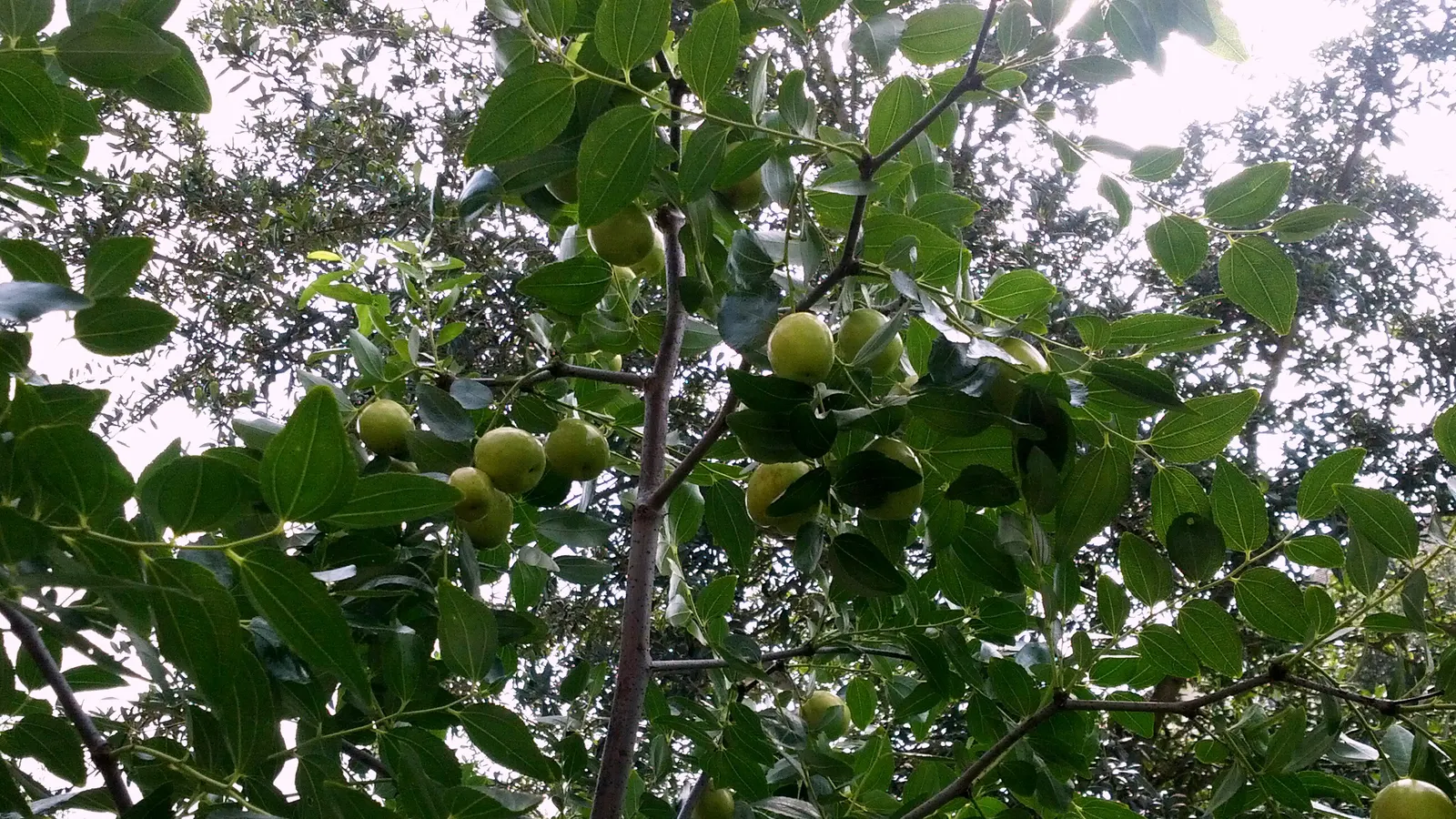Jujube, Chinese-Date, Tsao (Ziziphus Jujuba) — commonly known as the Jujube