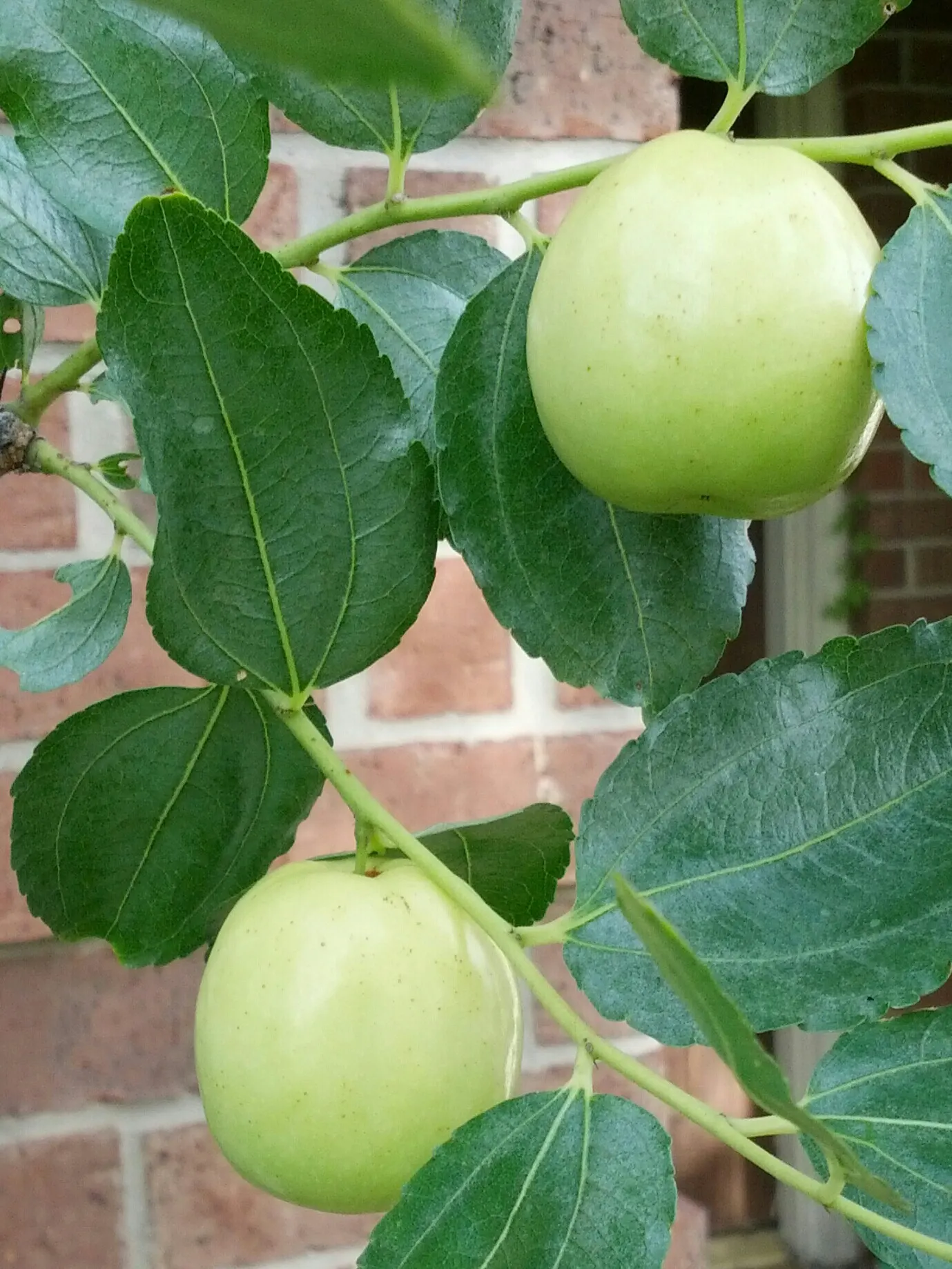 Jujube, Chinese-Date, Tsao (Ziziphus Jujuba) — Ziziphus jujuba is a delightful addition to any landscape design
