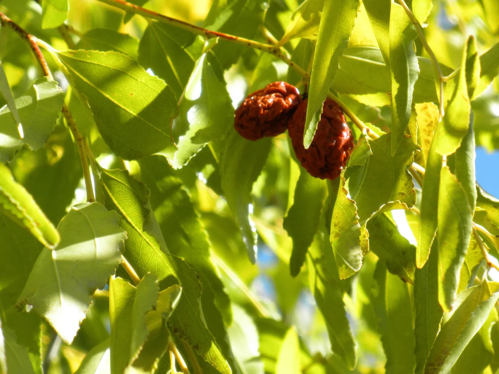 Jujube, Chinese-Date, Tsao (Ziziphus Jujuba) — about 1 to 2 inches in size