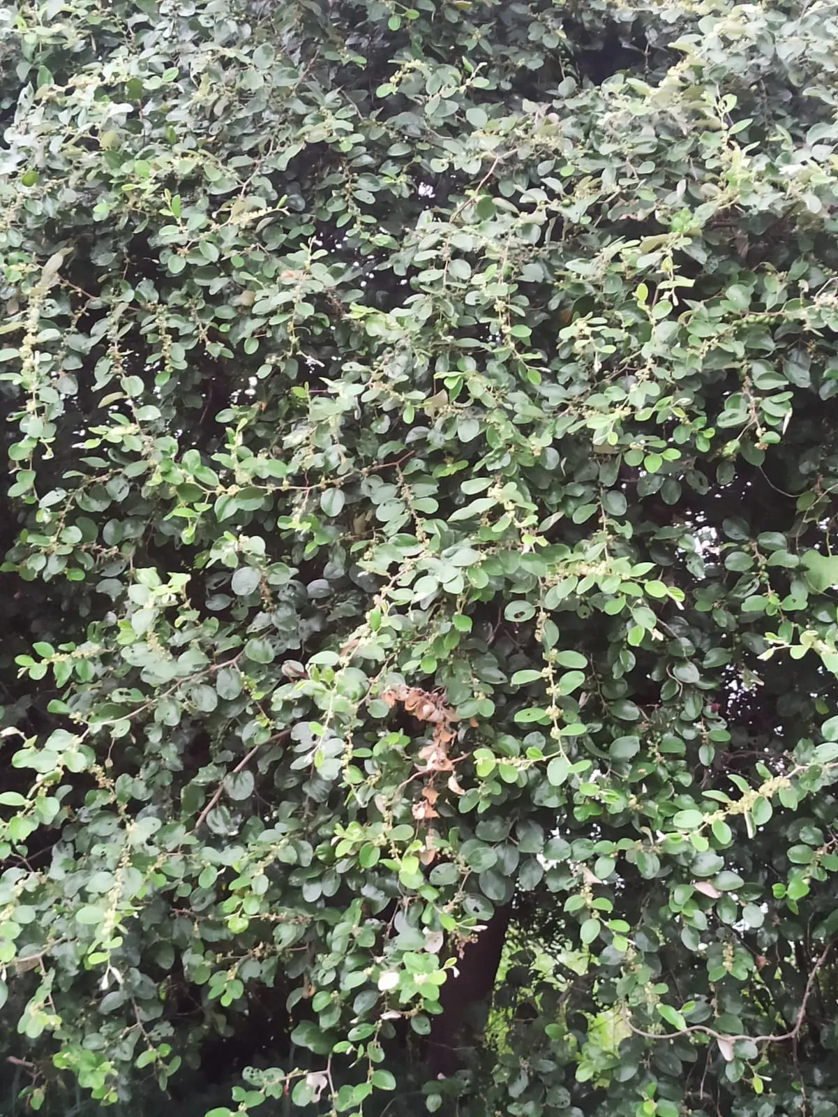 Jujube, Chinese-Date, Tsao (Ziziphus Jujuba) — as it thrives in USDA hardiness zones 6-9