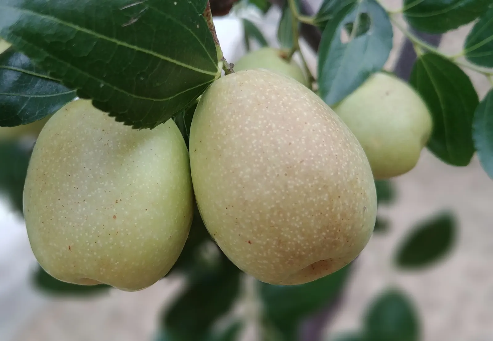 Jujube, Chinese-Date, Tsao (Ziziphus Jujuba) — Hardy in USDA zones 5-9, Ziziphus jujuba is easy to care for and highly pest-resistant