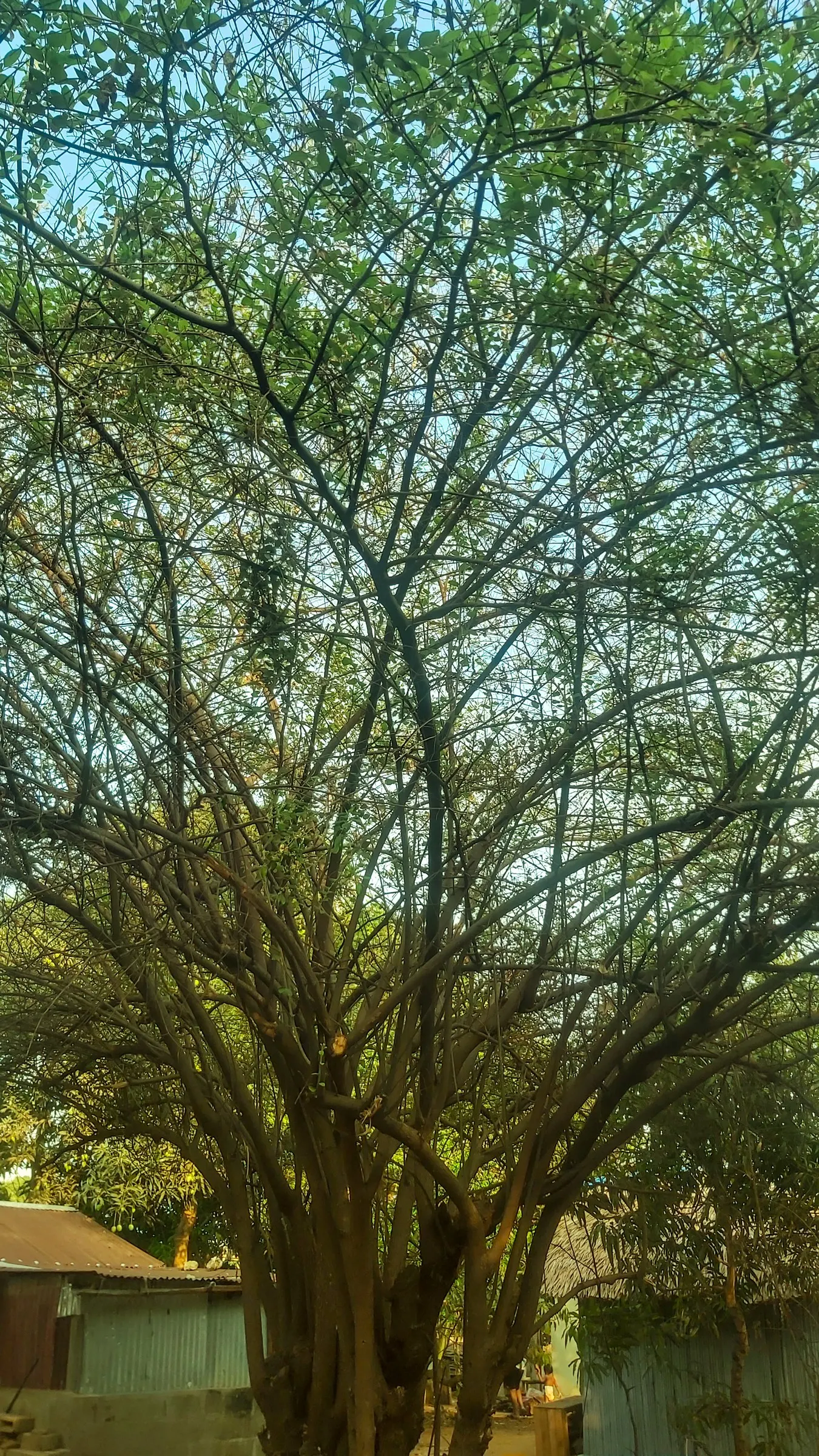 Jujube, Chinese-Date, Tsao (Ziziphus Jujuba) — Growers value the Jujube for its resilience; the Jujube rewards with a bounty of sweet