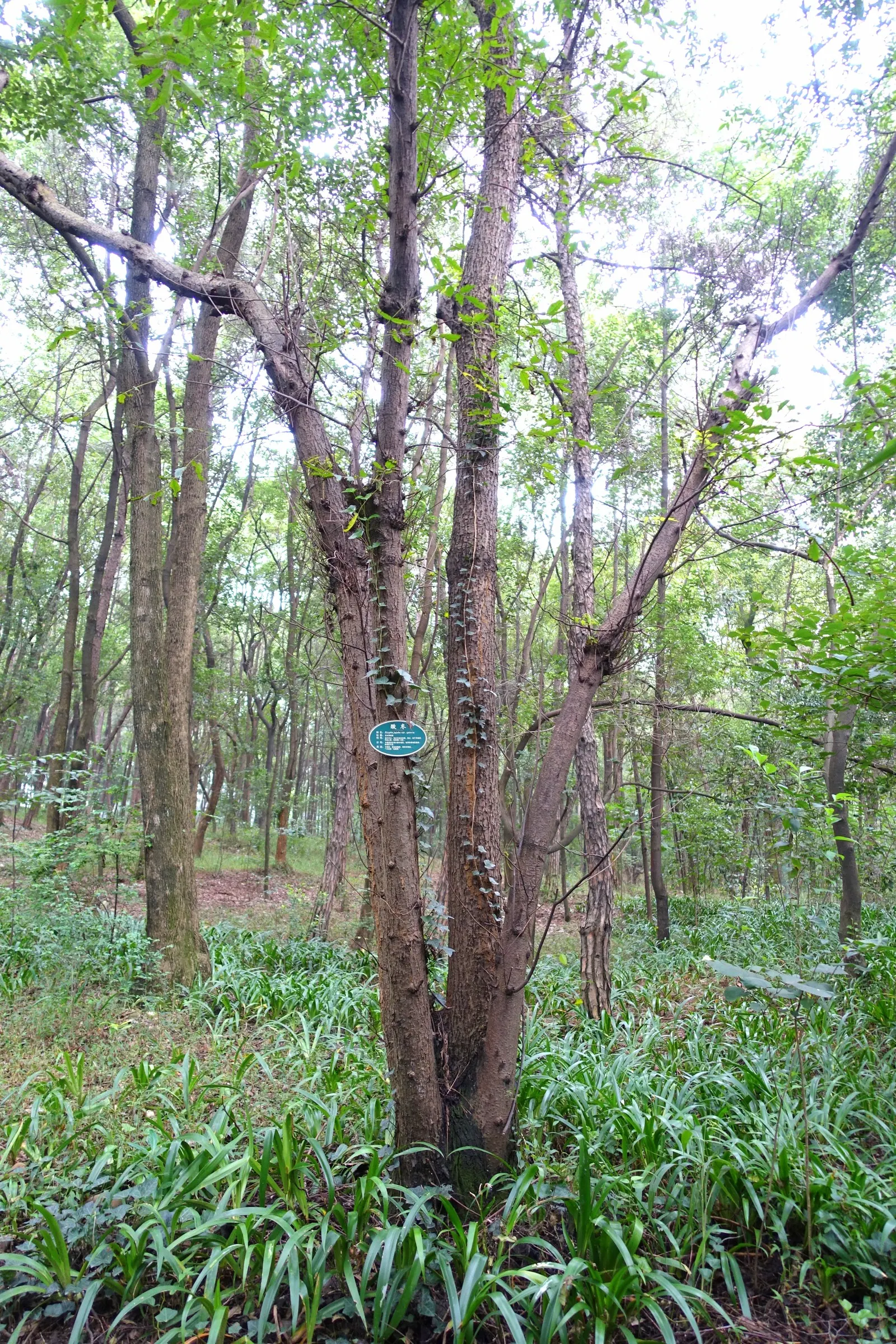 Jujube, Chinese-Date, Tsao (Ziziphus Jujuba) — and adapts to a variety of soils; is a small deciduous tree reaching 15-30 feet tall
